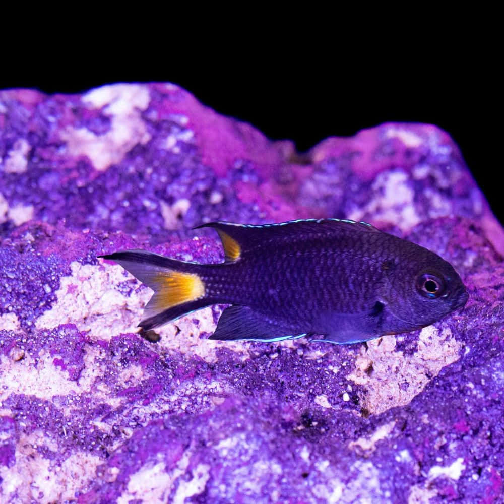 Damselfish, yellow tail fins, vibrant purple coral reef, SD Desktop Wallpaper