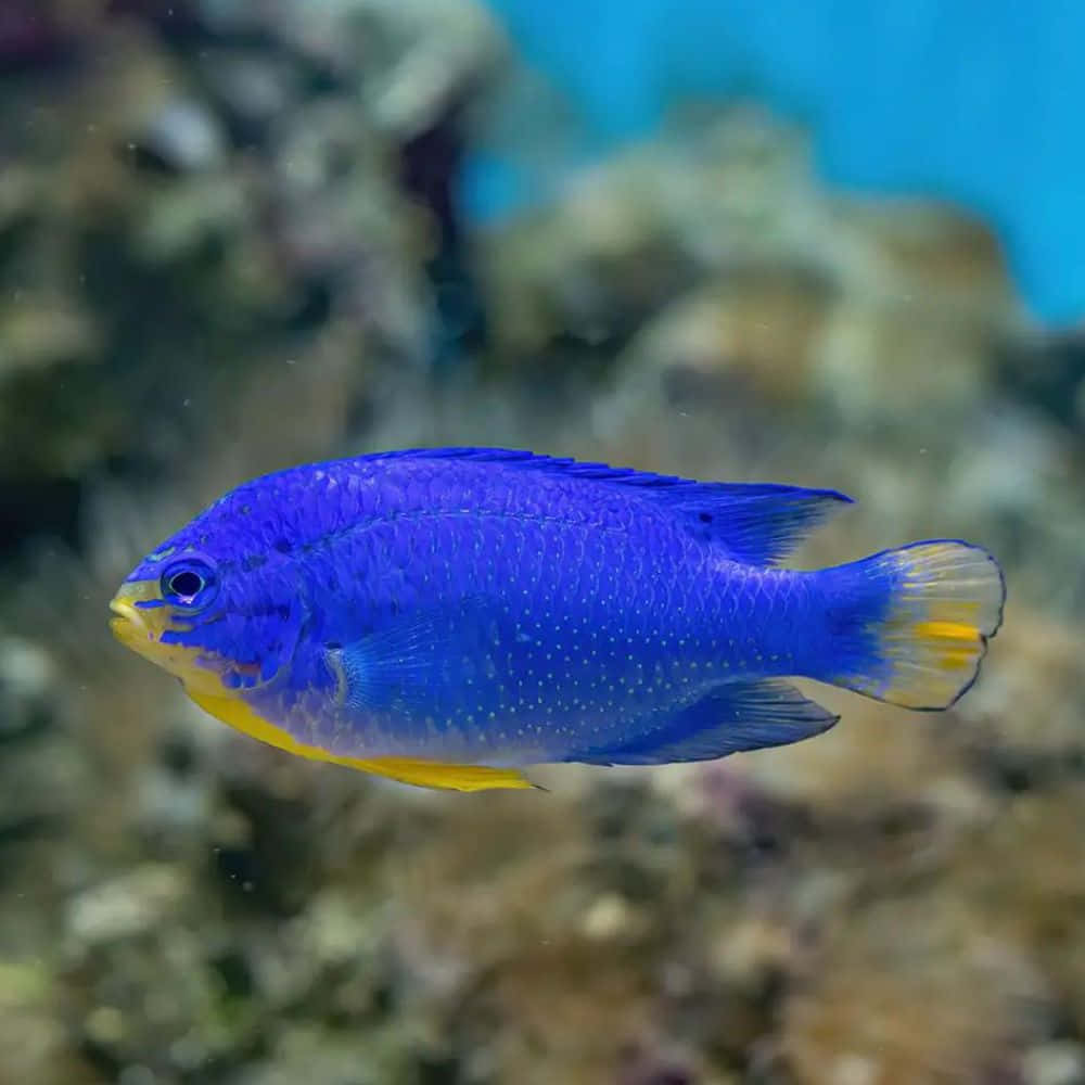 vibrant blue damselfish, yellow accents, coral, SD Desktop Wallpaper