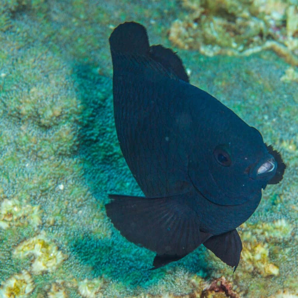black damselfish, coral reef, turquoise water, SD Desktop Wallpaper