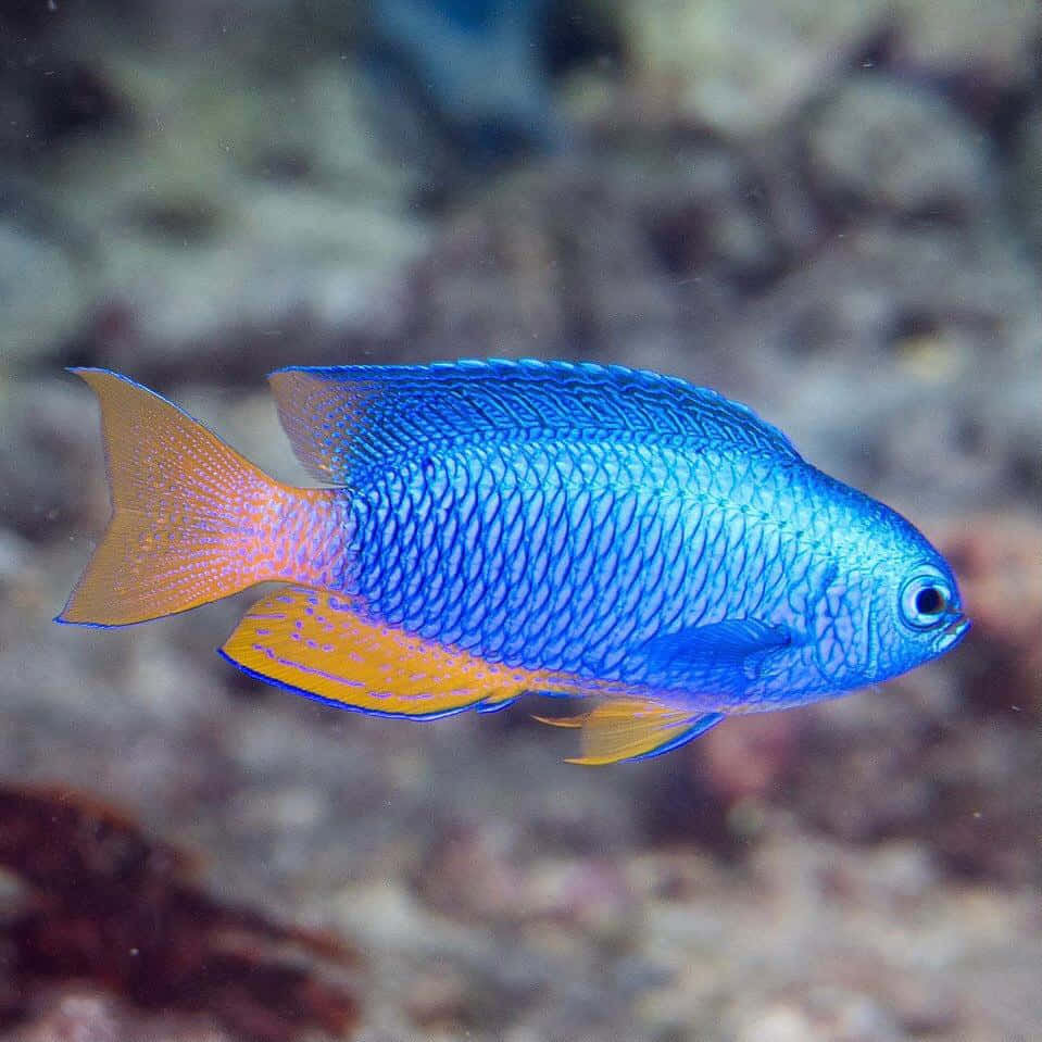 vibrant blue damselfish, orange fins, blurred coral reef, SD Desktop Wallpaper
