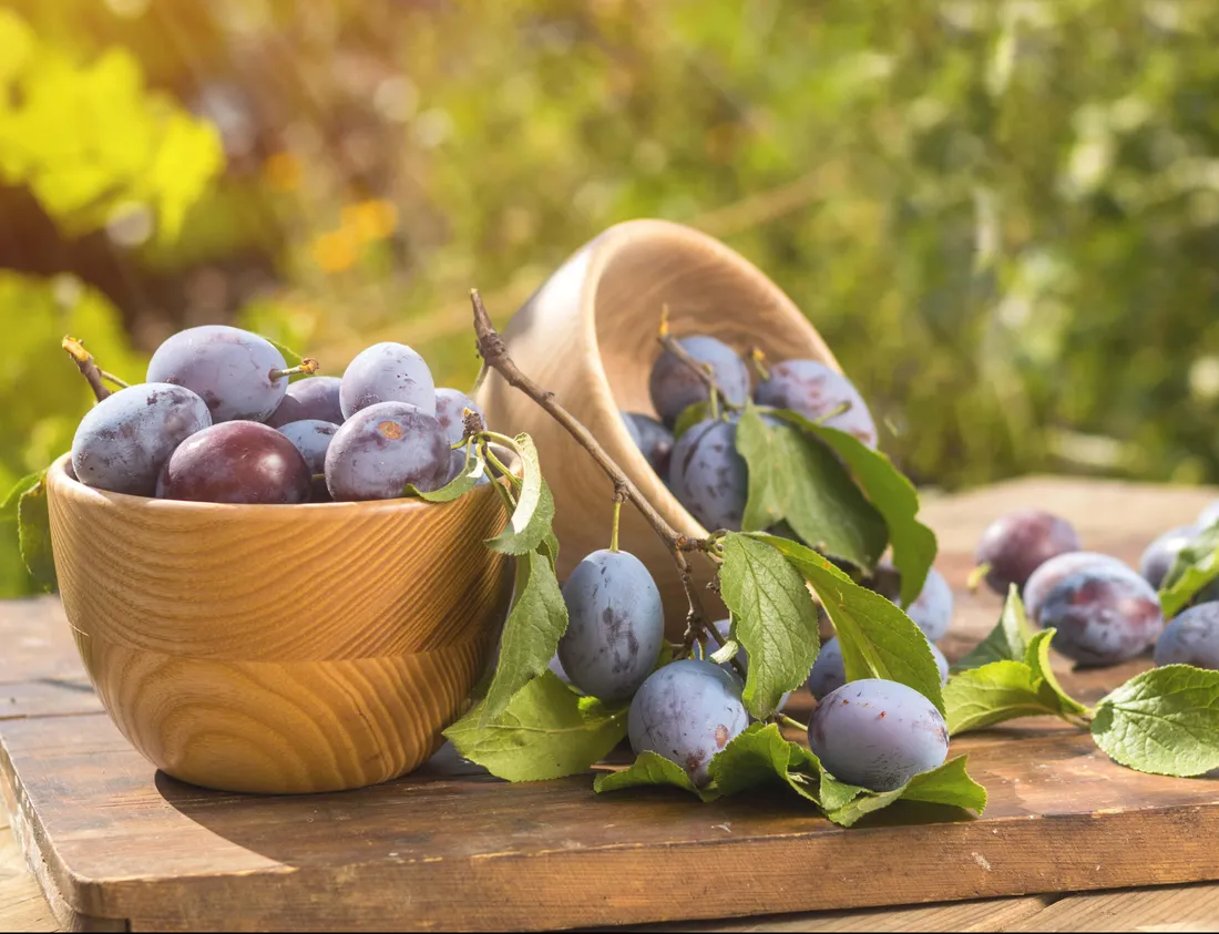 Damson Plum Wallpapers