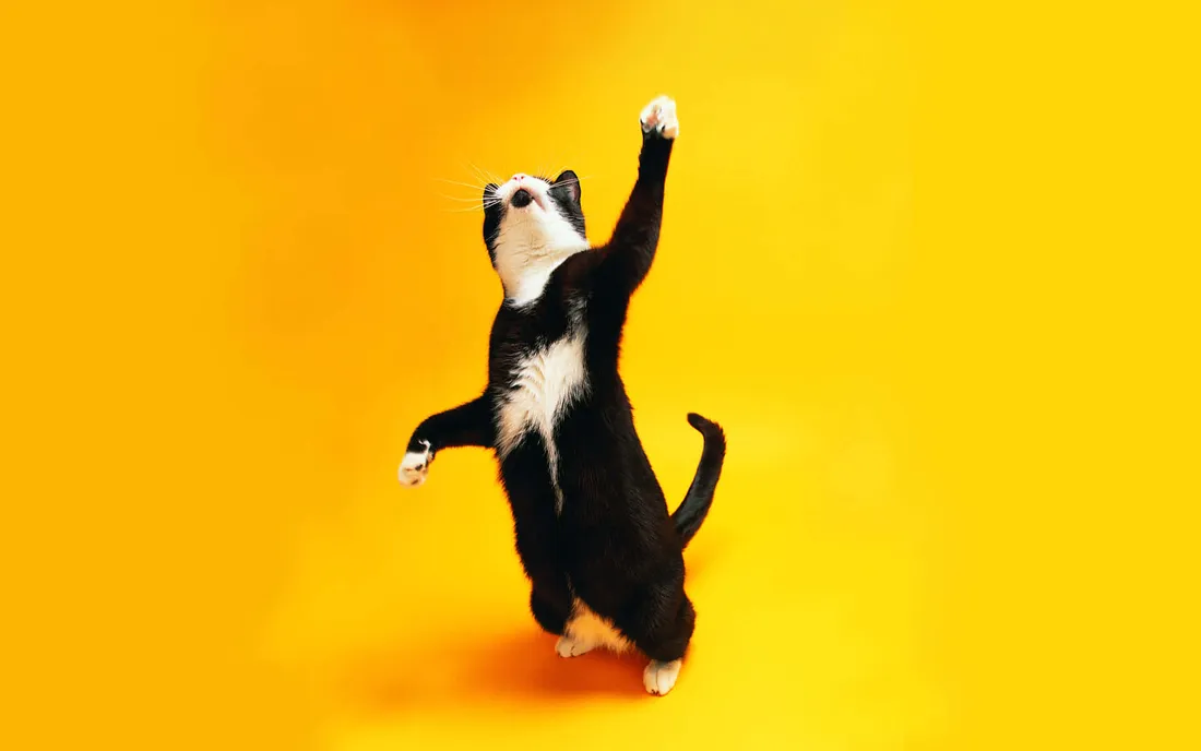 Dancing Cat