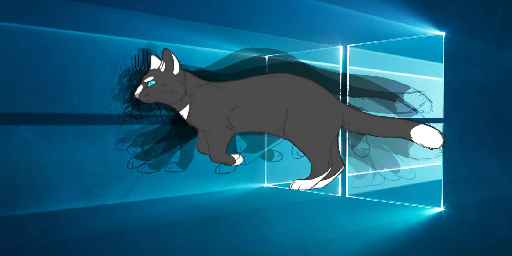 interactive cat frames, sleek gray cat, blue eyes, HD Desktop Wallpaper