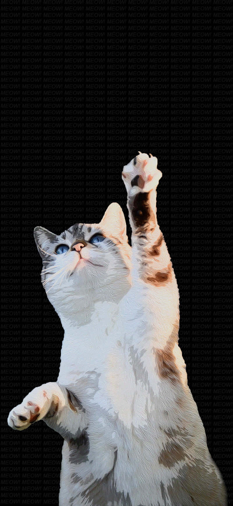 Dancing Cat, white tabby cat, blue eyes, HD Phone Wallpaper
