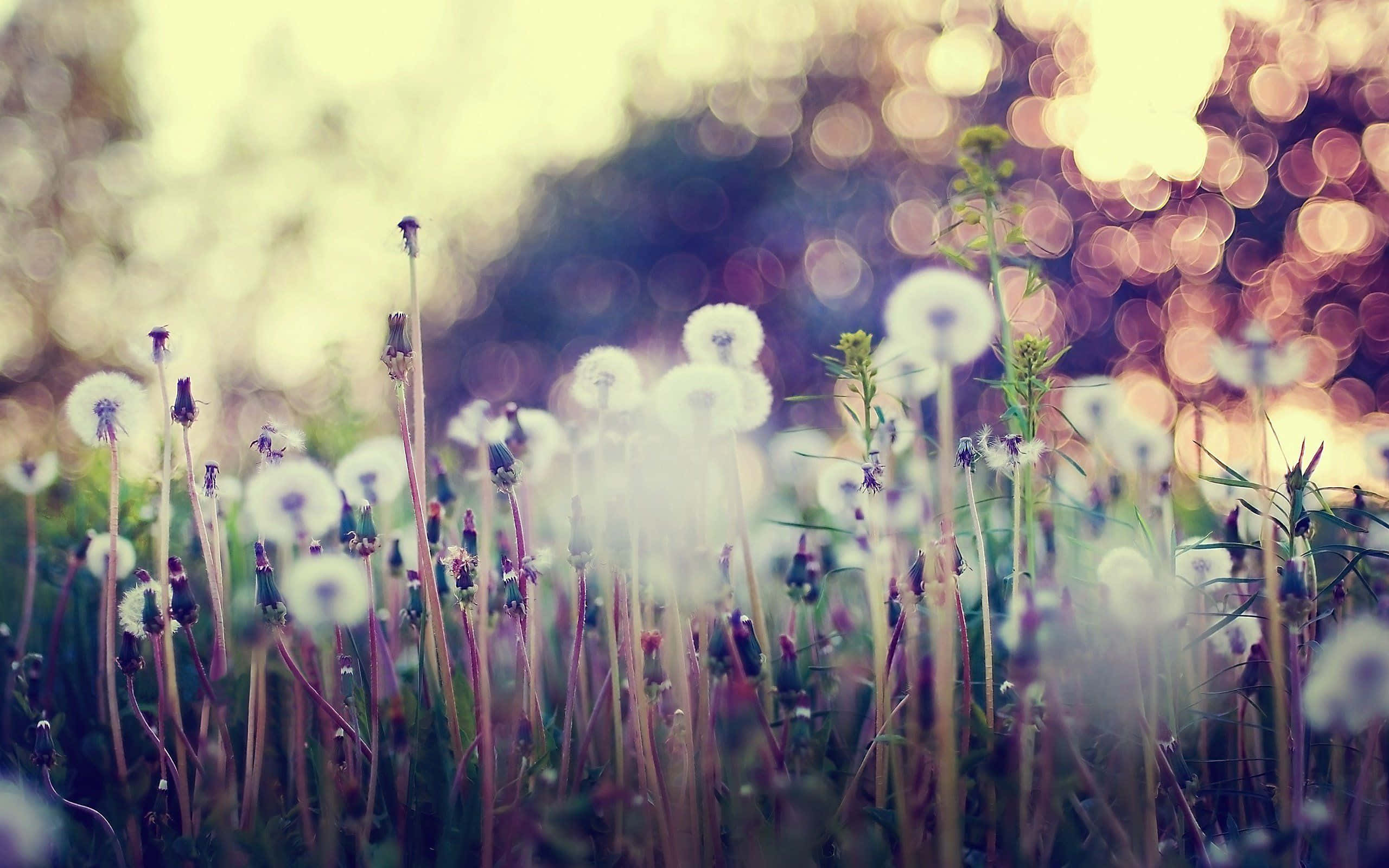 vintage desktop, dandelion fluff, warm golden light, 2K Desktop Wallpaper