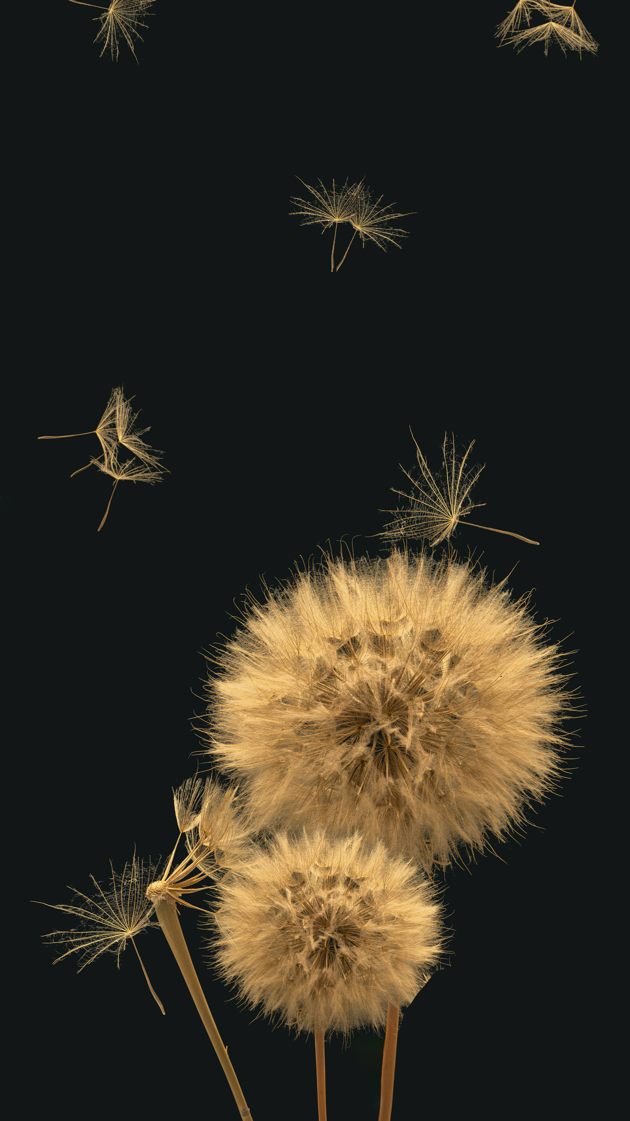 Golden dandelion clocks, seeds, deep black background, 4K Phone Wallpaper