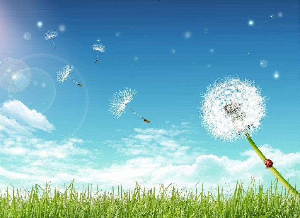 dandelion, green field, bright blue sky, SD Desktop Wallpaper