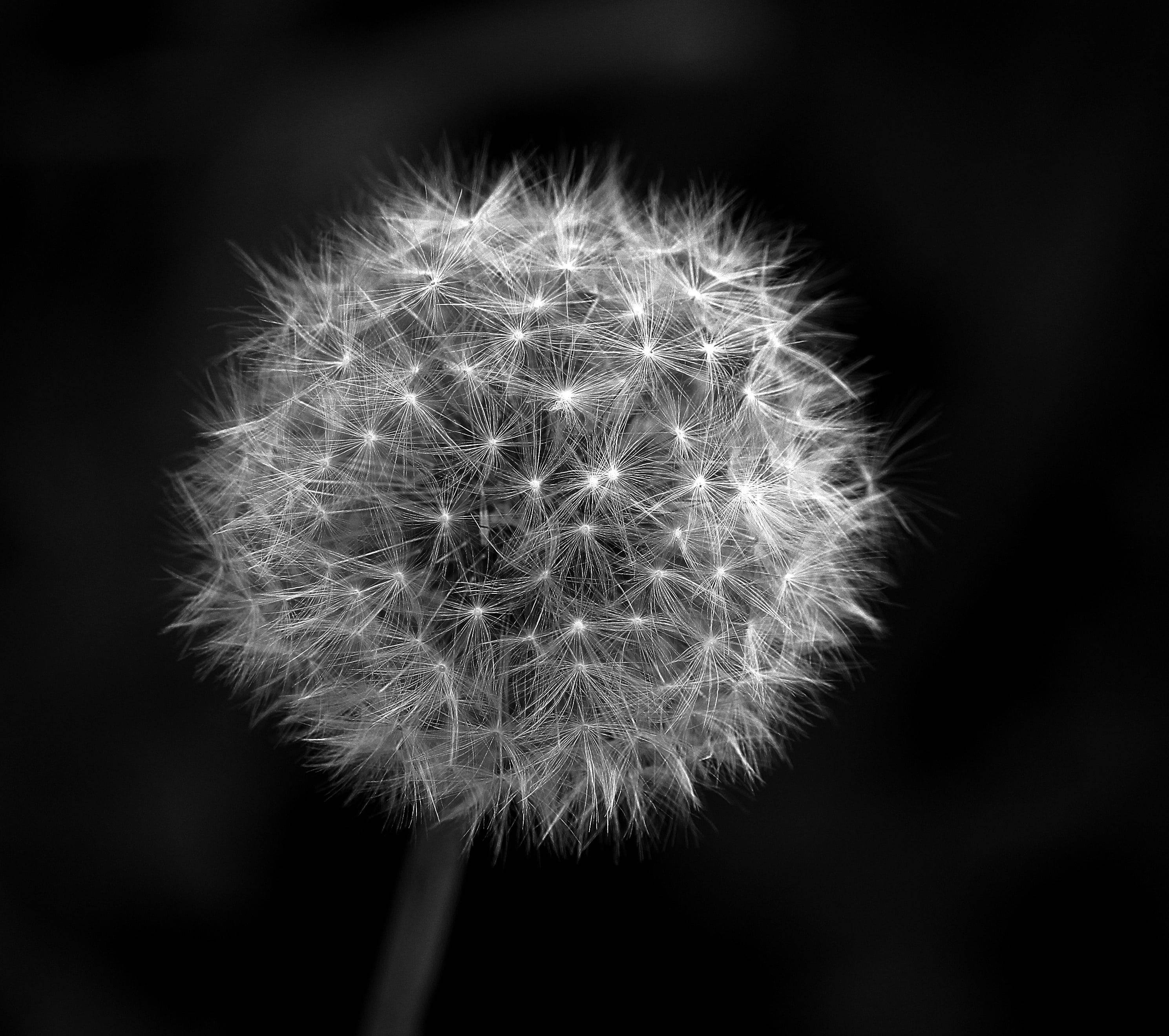 dandelion, monochrome, close-up, 2K Desktop Wallpaper