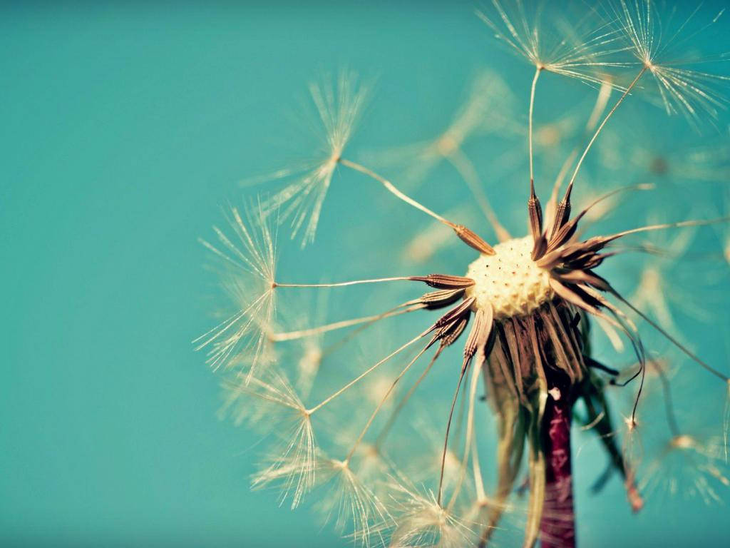 dandelion, brown seed heads, white fluff, SD Desktop Wallpaper