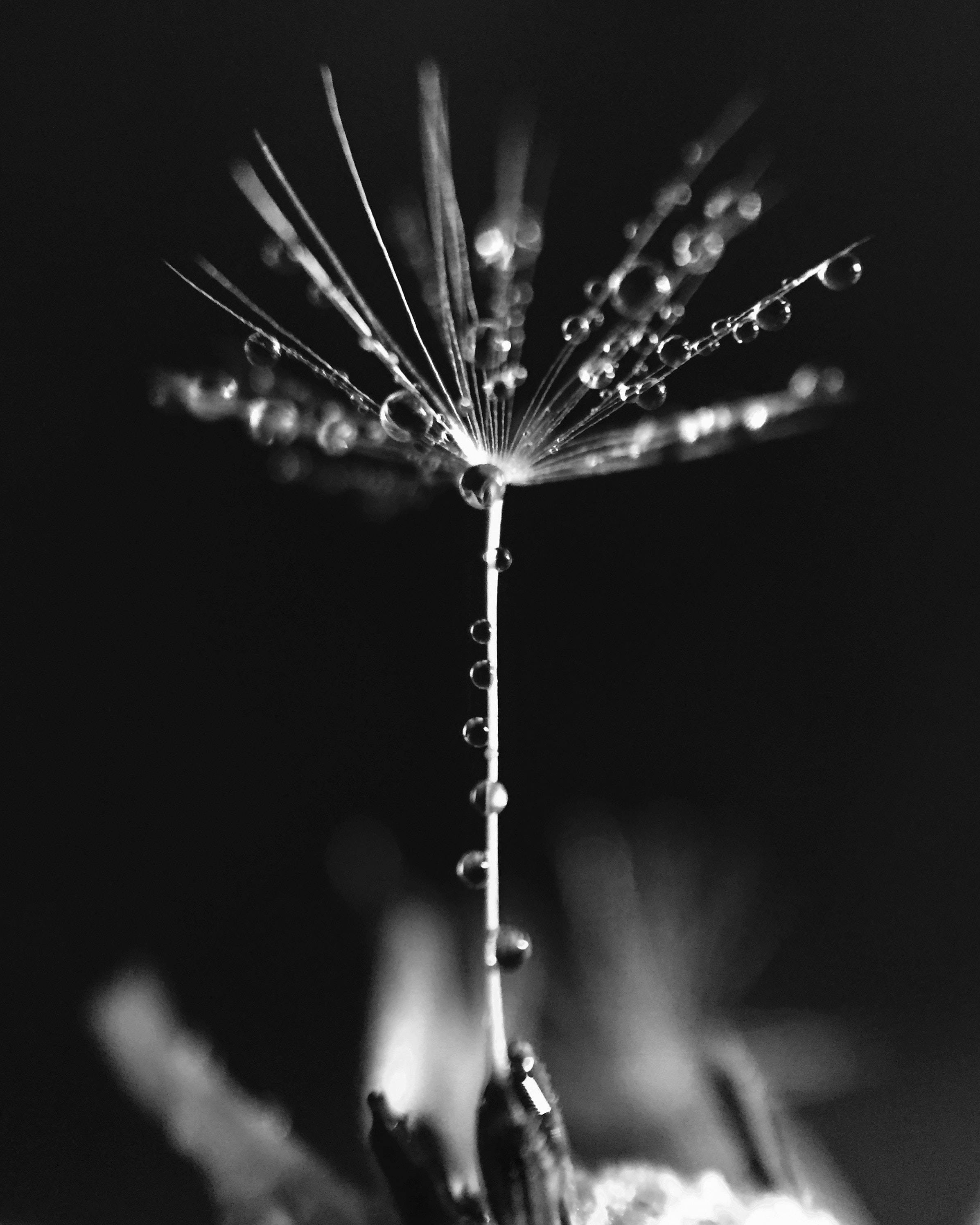 dandelion seed, black and white macro shot, water droplets, 2K Phone Wallpaper