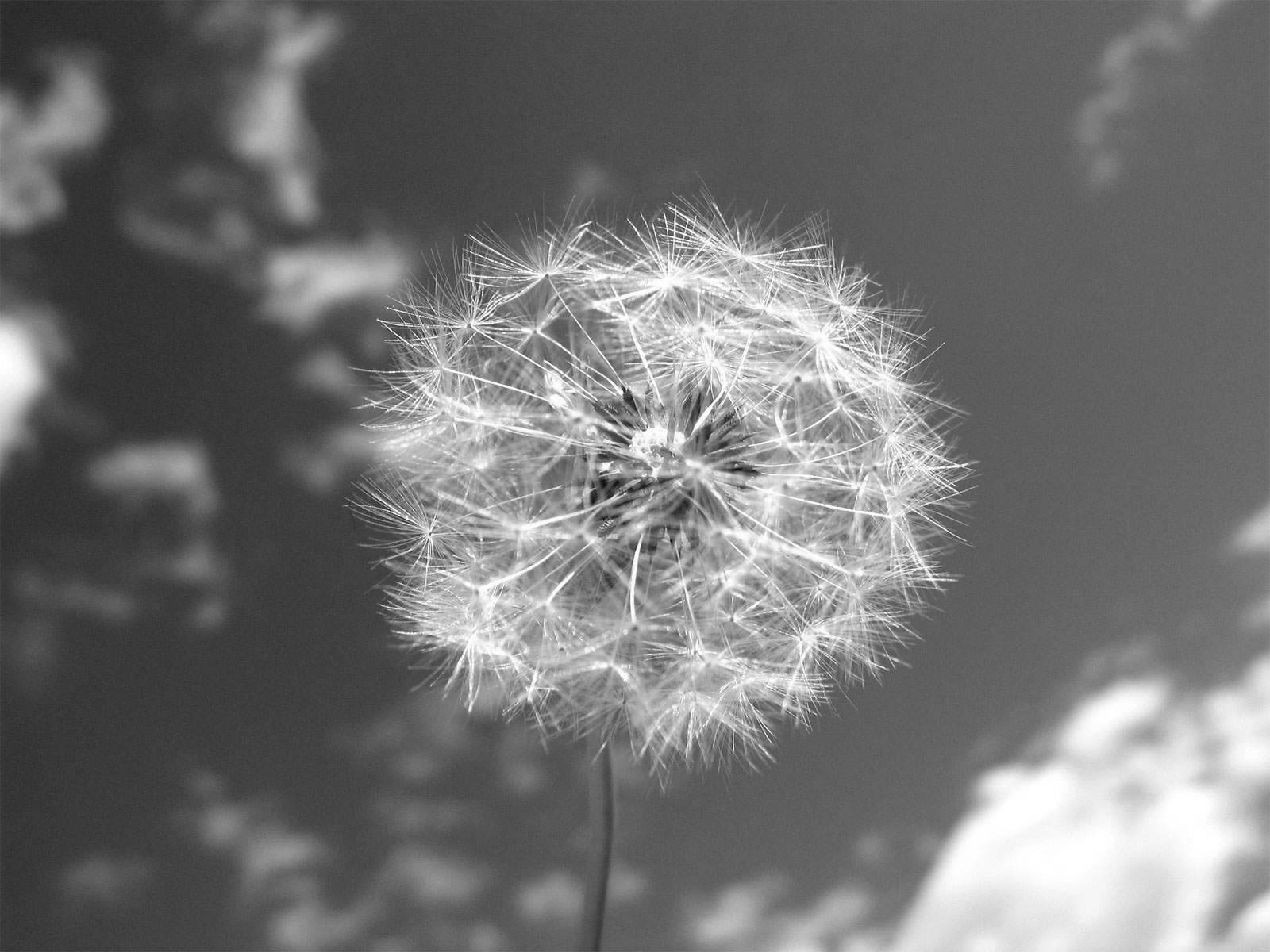 dandelion, seed head, cloudy sky, HD Desktop Wallpaper