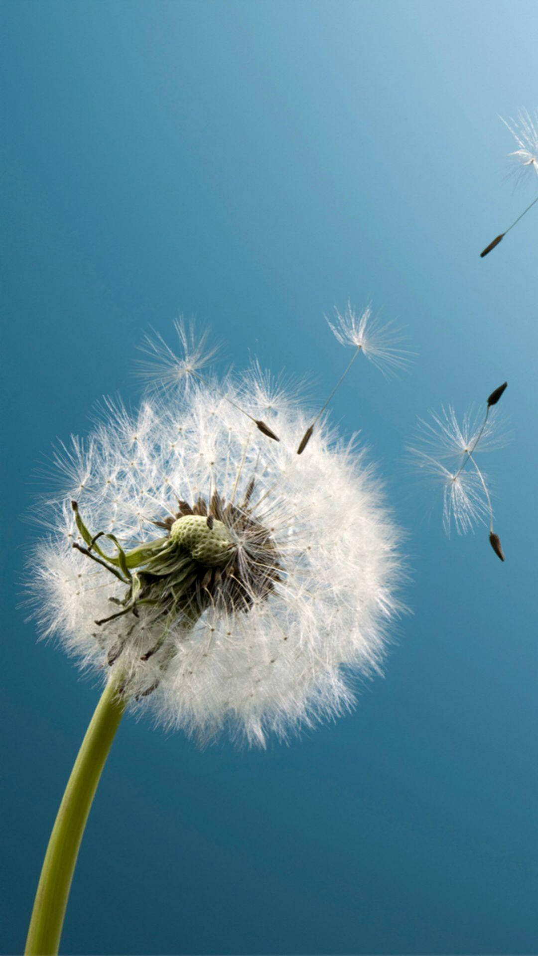 dandelion seed head, fluffy white seeds, clear blue sky, Full HD Phone Wallpaper