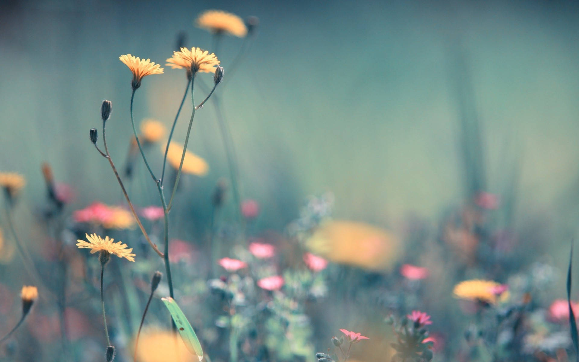 yellow dandelion flowers, pink blooms, softly blurred meadow, Full HD Desktop Wallpaper