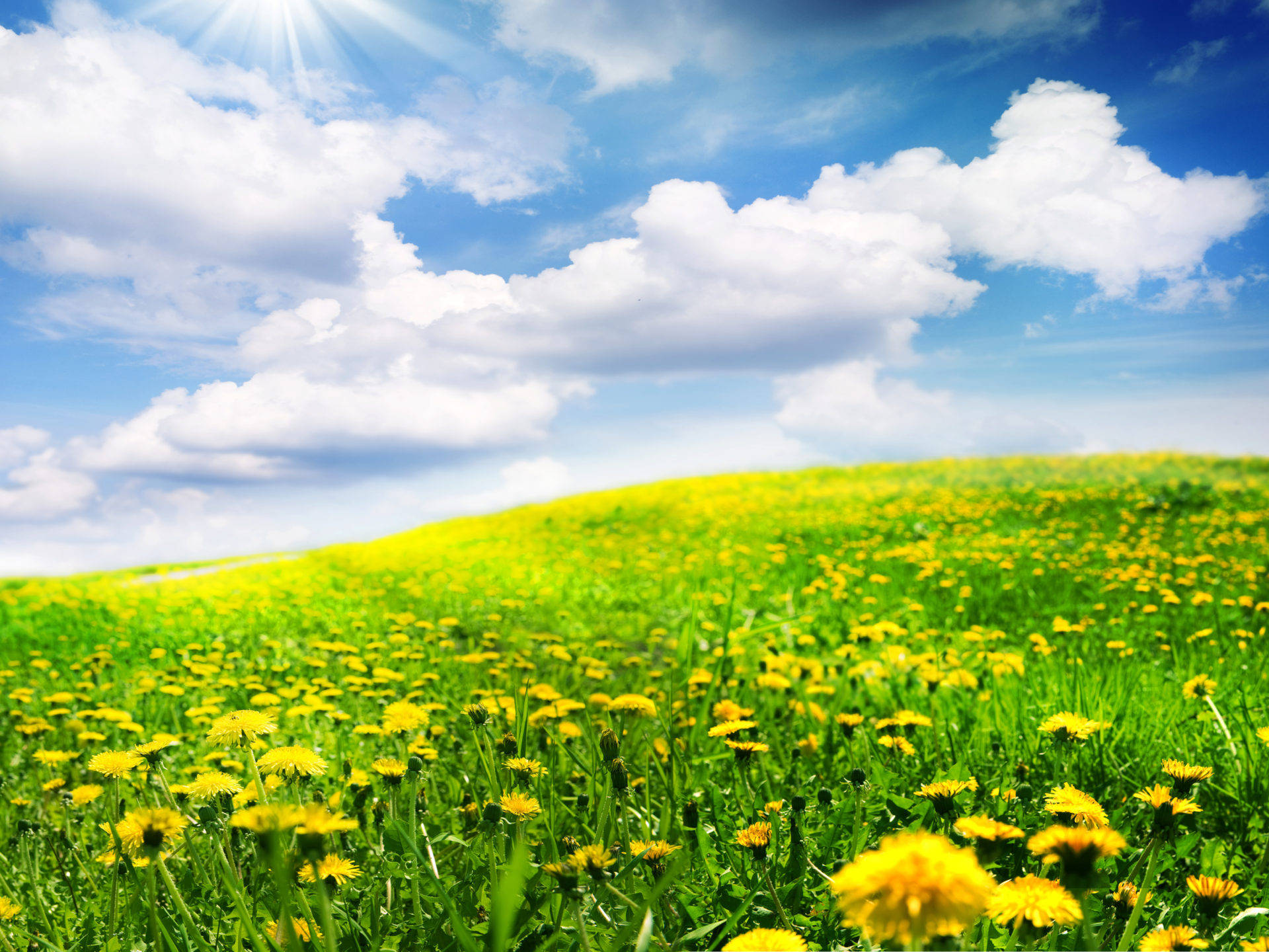 yellow dandelions, bright blue sky, fluffy white clouds, Full HD Desktop Wallpaper