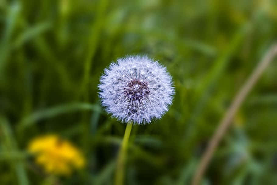 dandelion, white dandelion seed head, soft green grassy field, SD Desktop Wallpaper