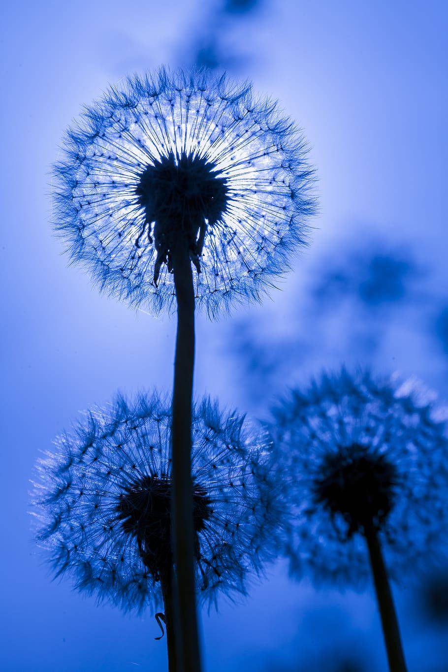 Dandelion, blue flower, iPhone, HD Phone Wallpaper