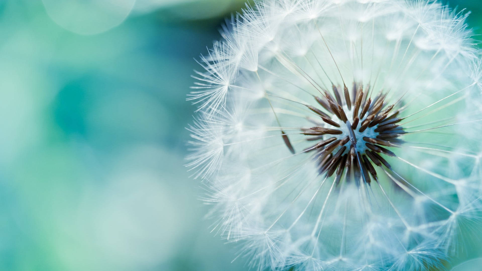 white dandelion flower, dandelion seed head, delicate white fluff, Full HD Desktop Wallpaper
