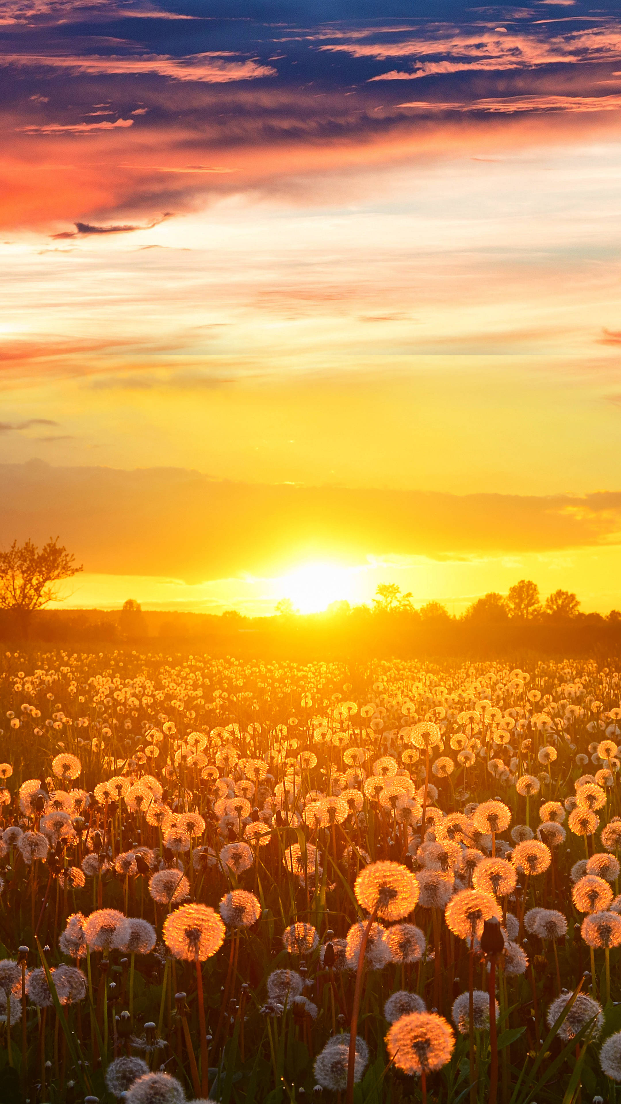 Sunset Dandelion Field4 K Ultra H D, golden sunset, vast field of dandelions, 4K Phone Wallpaper