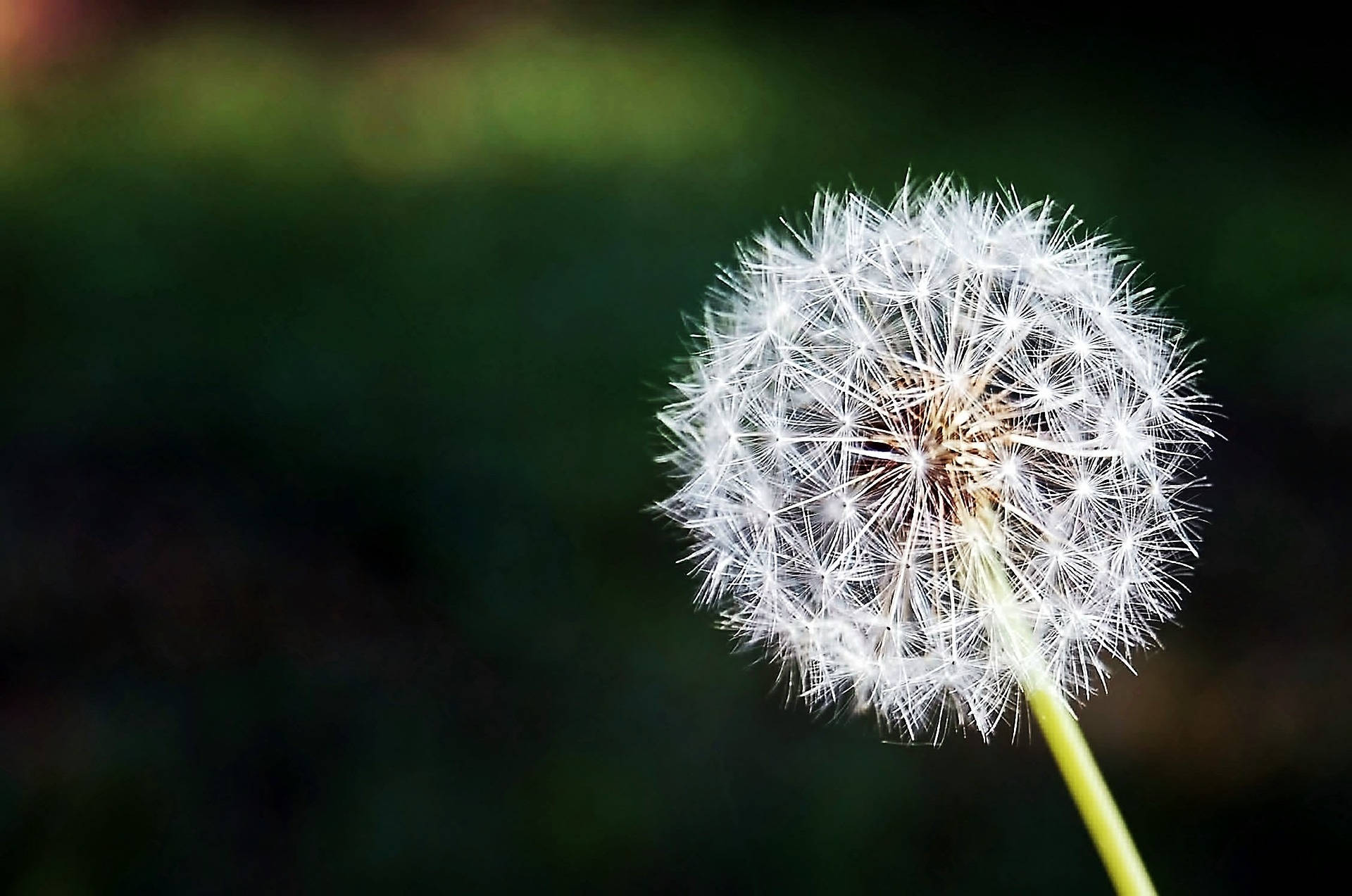 dandelion, white, seed head, Full HD Desktop Wallpaper