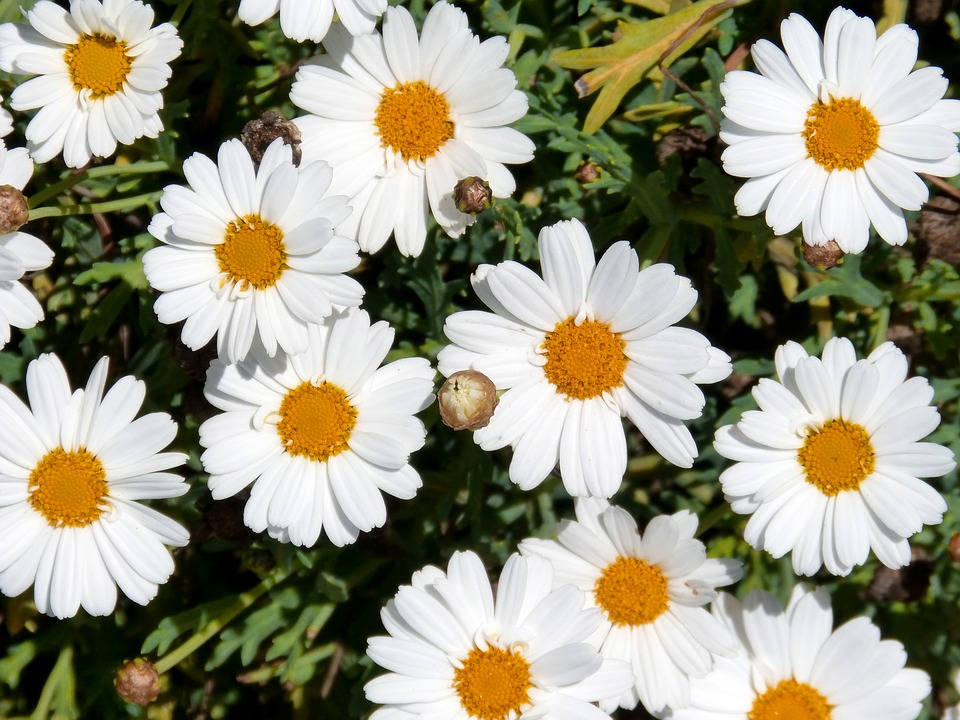 Blumen Flower Desktop, bright white daisies, vivid yellow centers, SD Desktop Wallpaper
