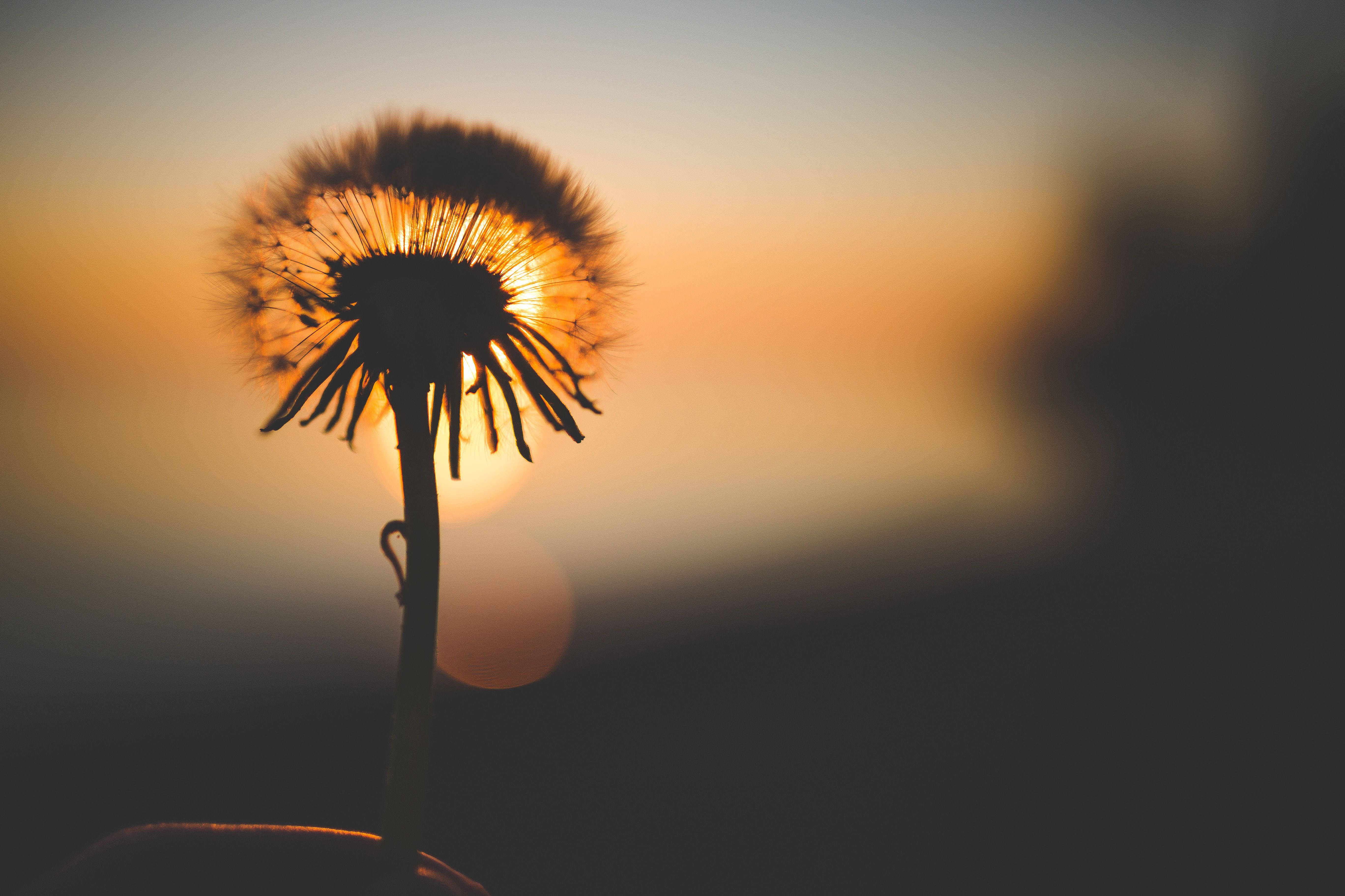 dandelion flower, sunset, warm sunset sky, 5K Desktop Wallpaper