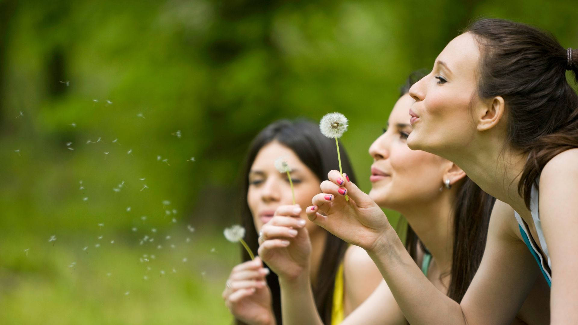 Three Women Wish, dandelion seeds, sunlit green park, Full HD Desktop Wallpaper