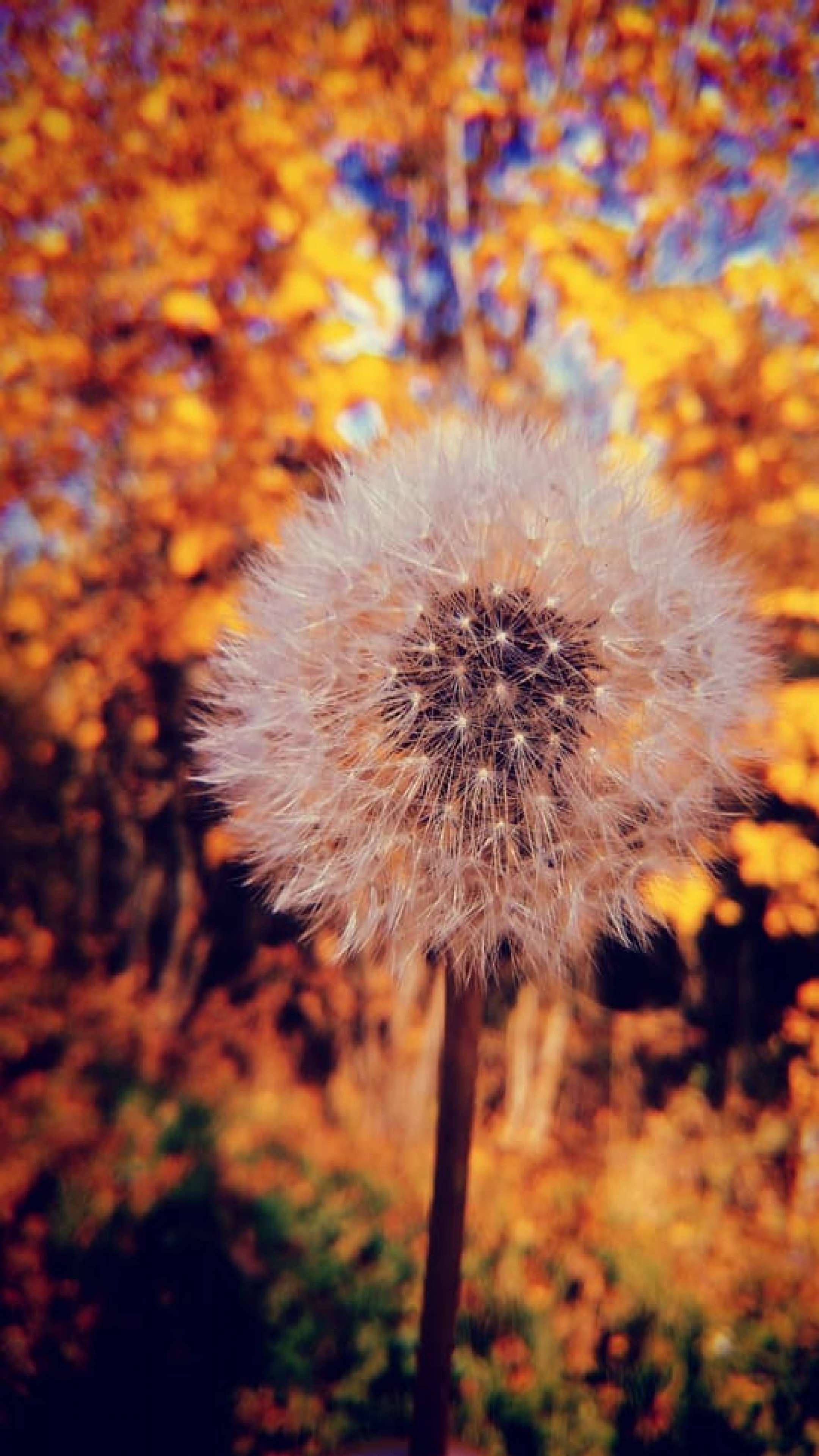 dandelion flower, golden autumn leaves, blue sky, 4K Phone Wallpaper