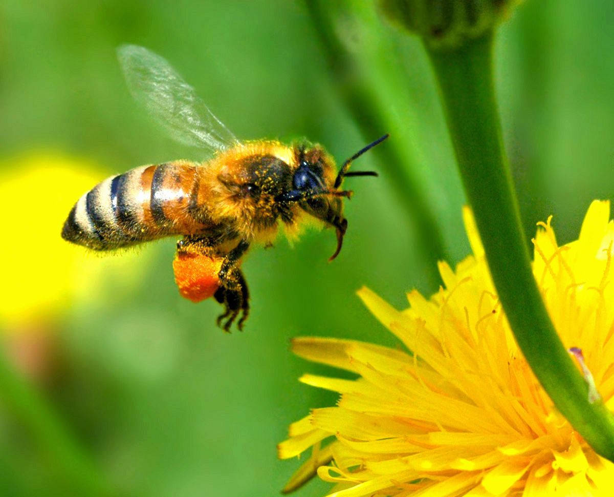 honeybee, pollen, vibrant yellow dandelion, SD Desktop Wallpaper