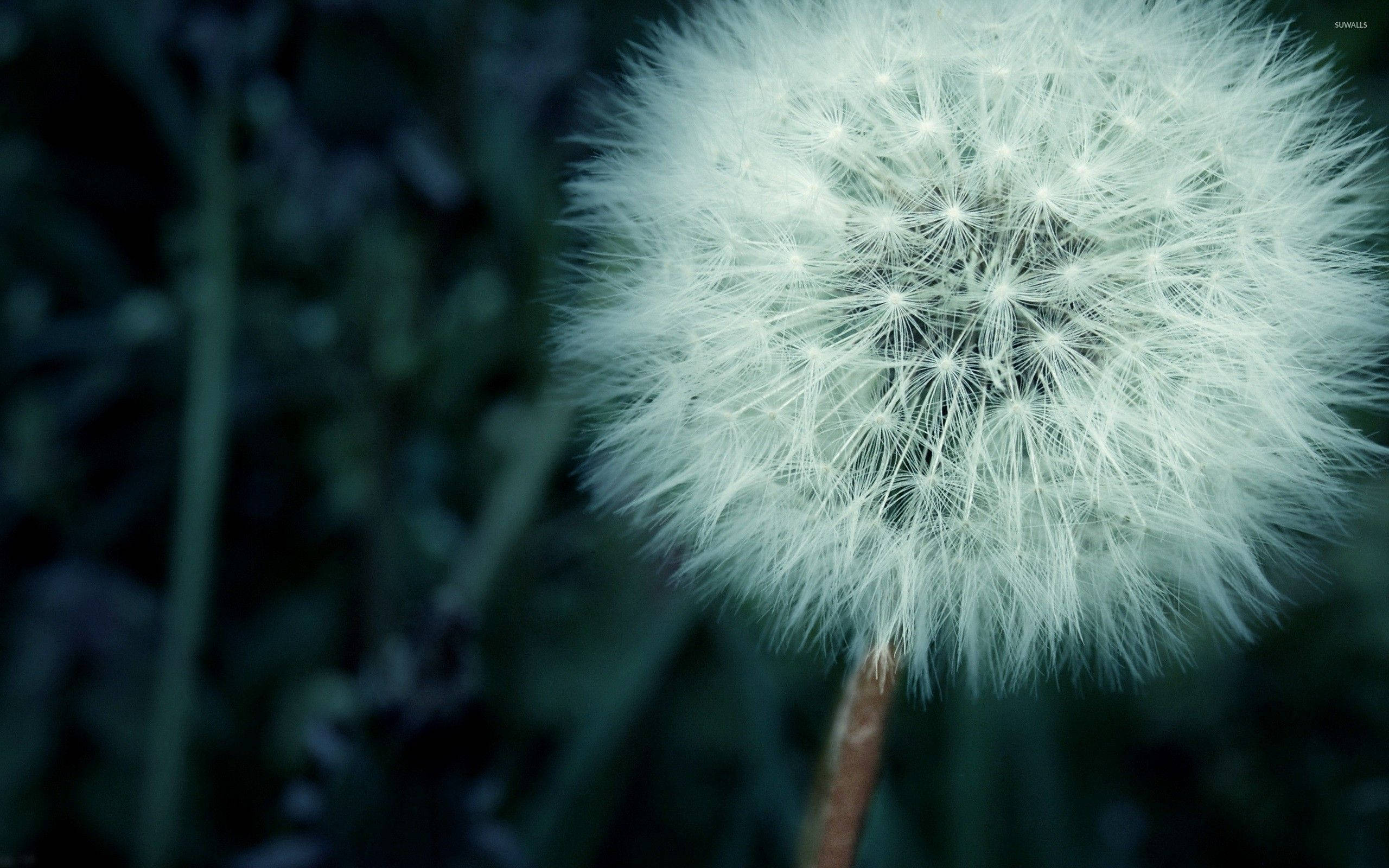 dandelion, white fluffy flowers, glowing softly, 2K Desktop Wallpaper