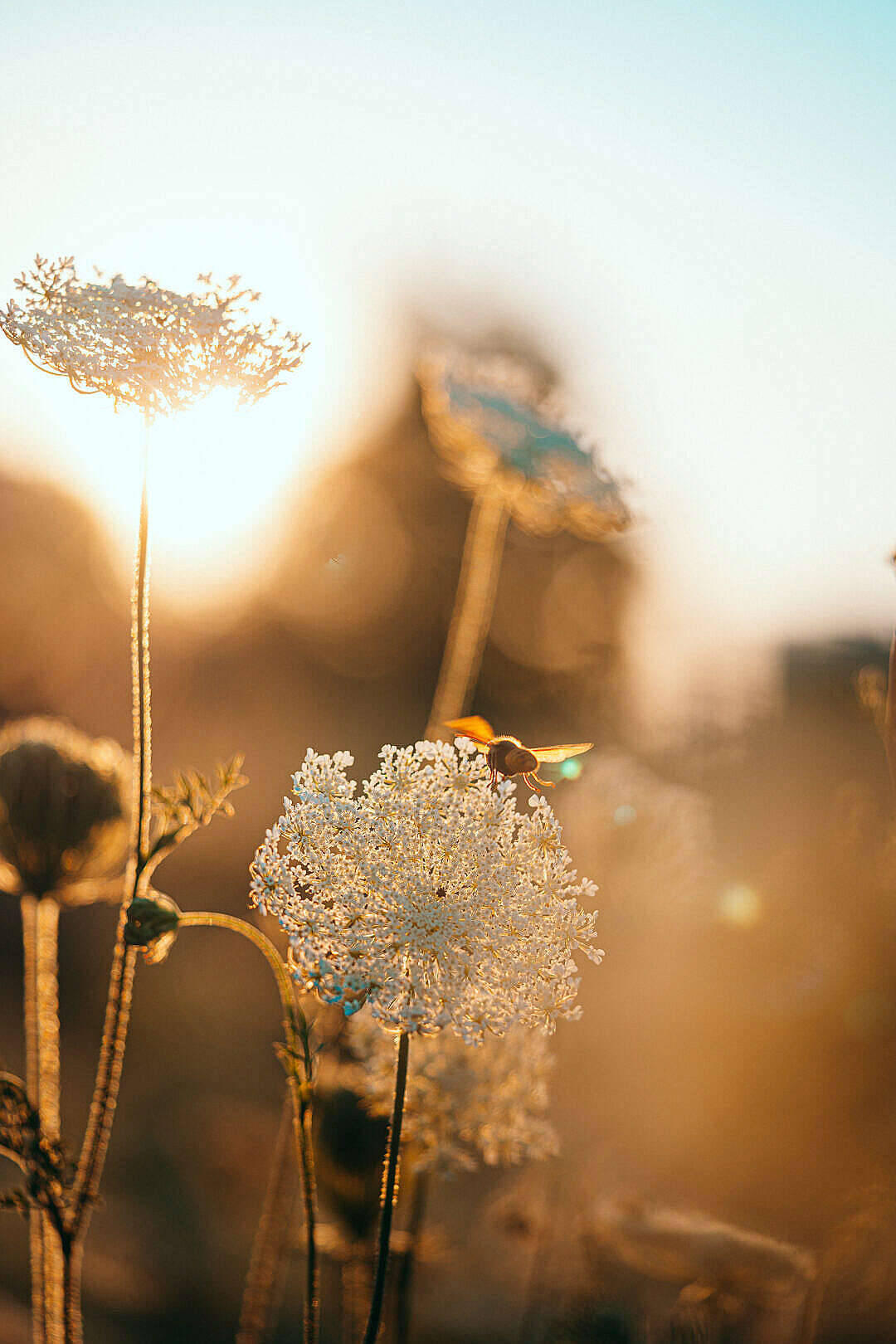 dandelions, golden hours, bee, HD Phone Wallpaper