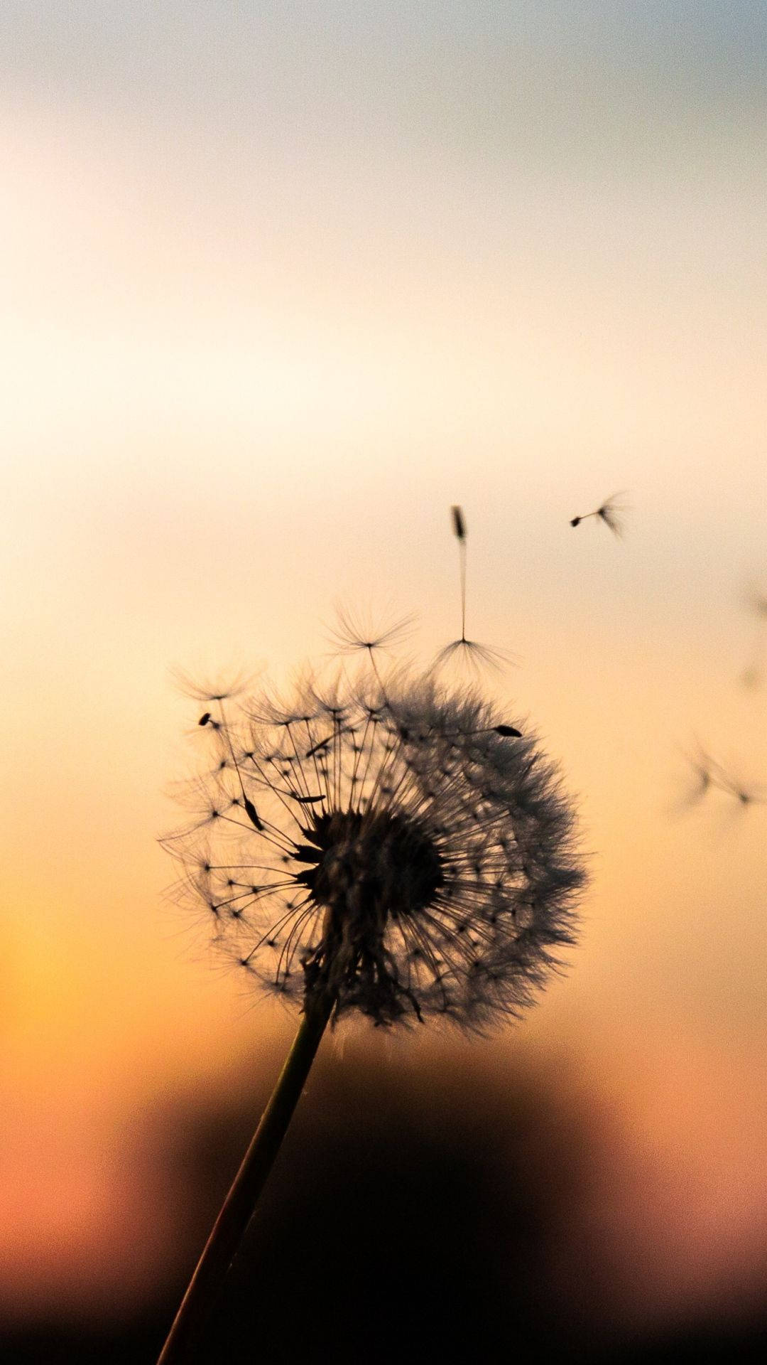 dandelion, floating seed heads, warm sunset sky, Full HD Phone Wallpaper
