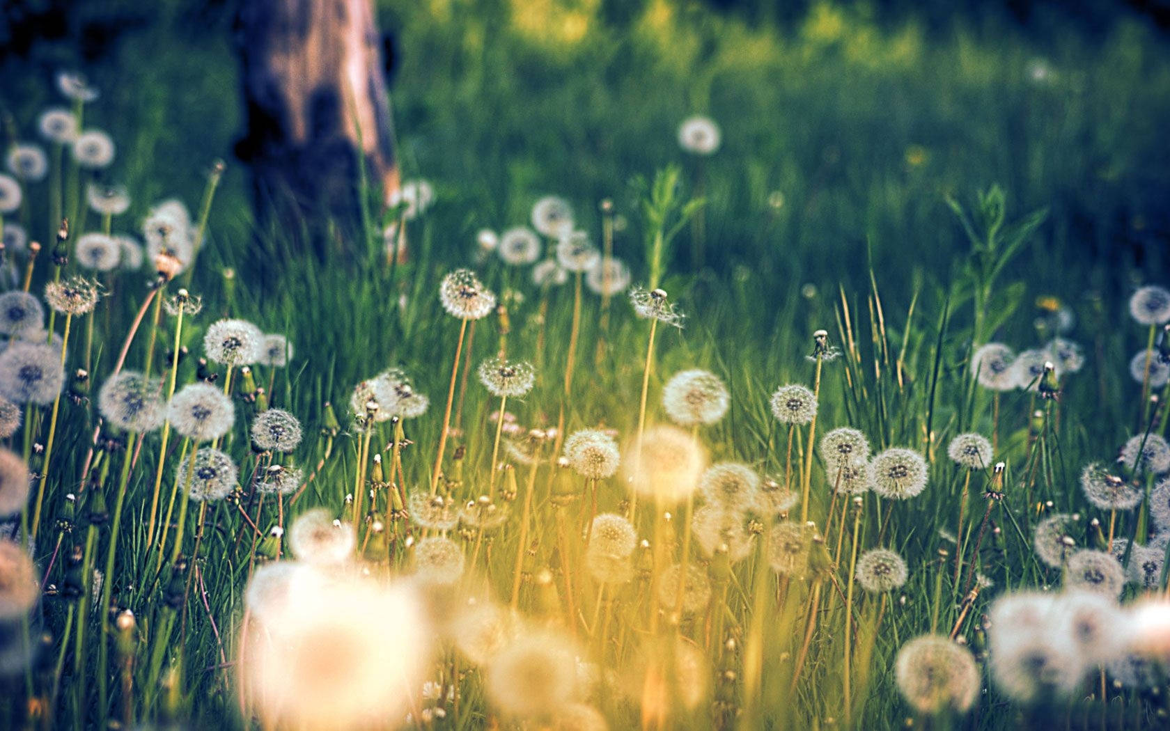 dandelion flower field, golden fluff, soft green meadow, HD Desktop Wallpaper