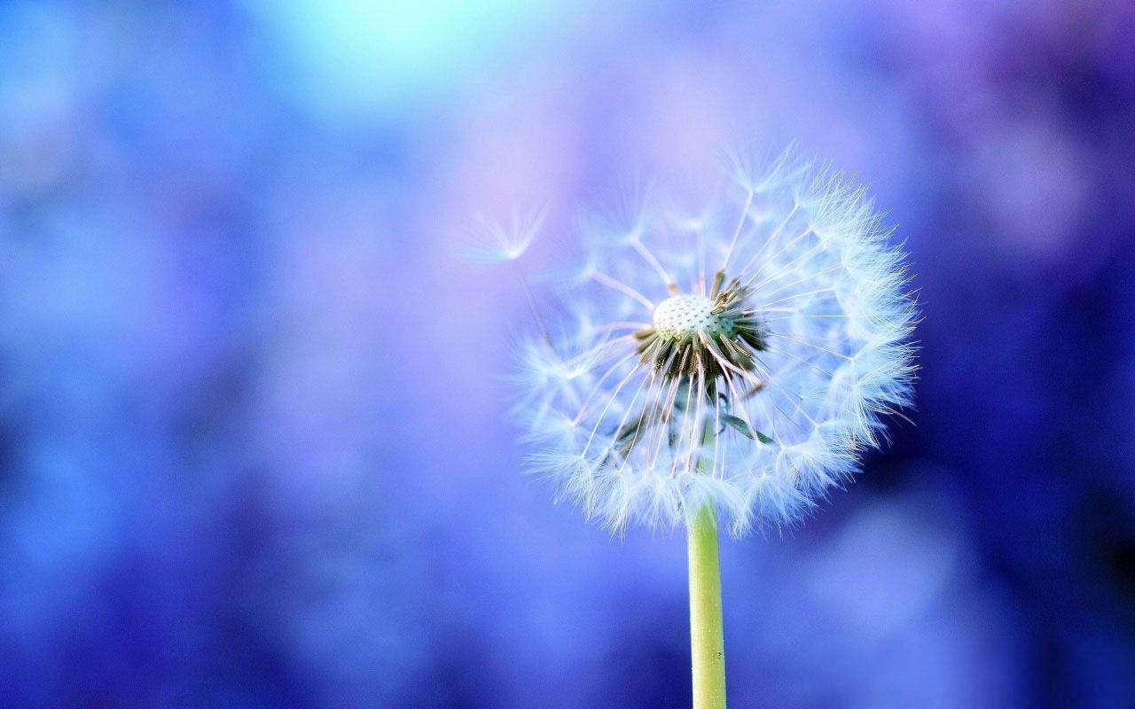 dandelion, fuzzy ball of seeds, dreamy blue blurred background, HD Desktop Wallpaper