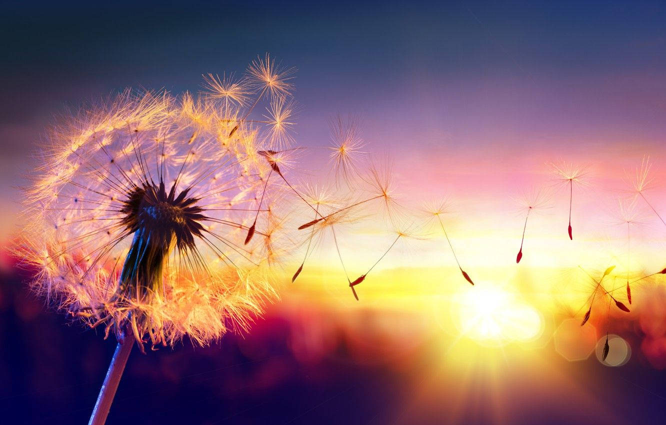 dandelion, seed head, sunset, HD Desktop Wallpaper