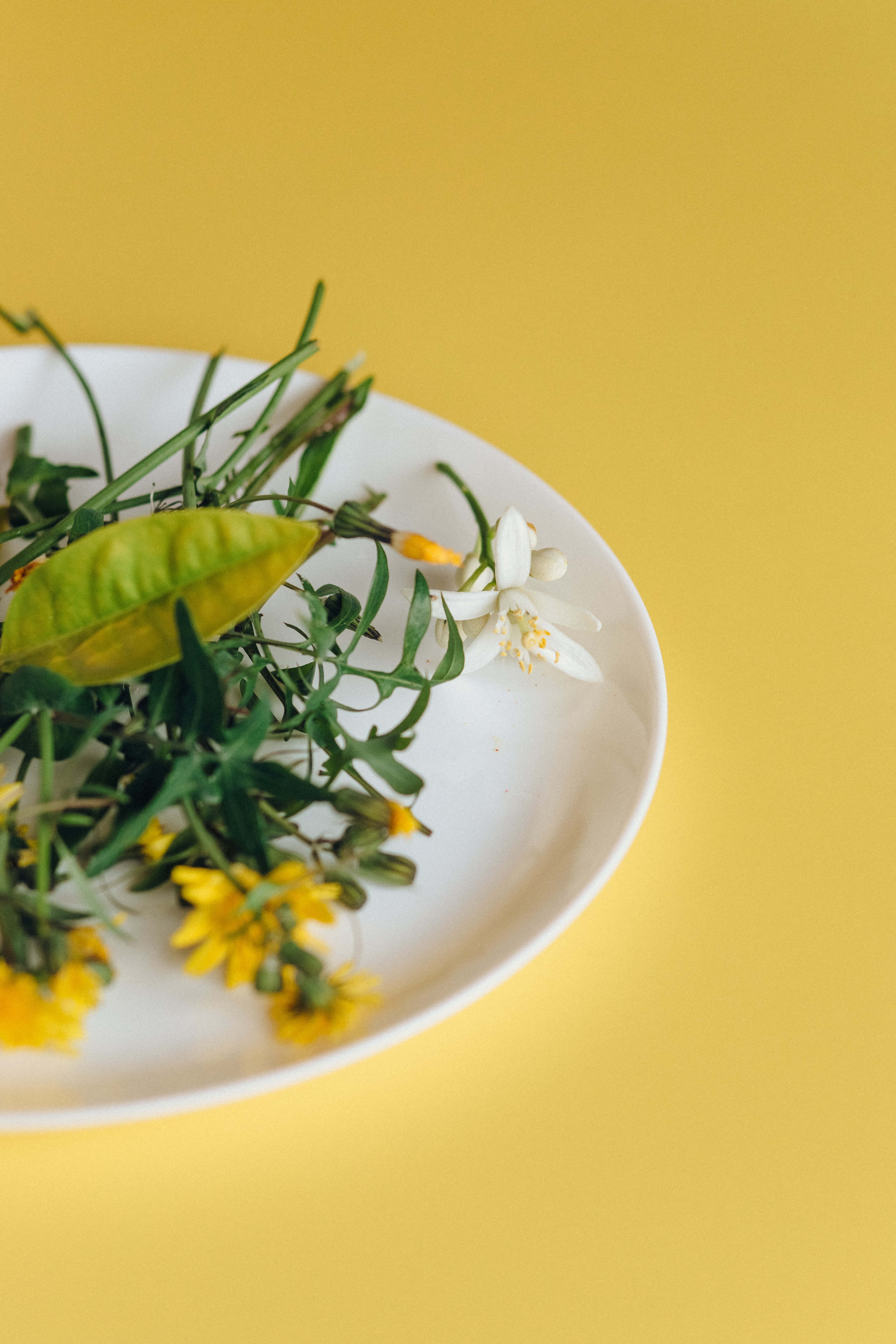 homeopathic orange blossom and dandelion, yellow flowers, green stems, 5K Phone Wallpaper