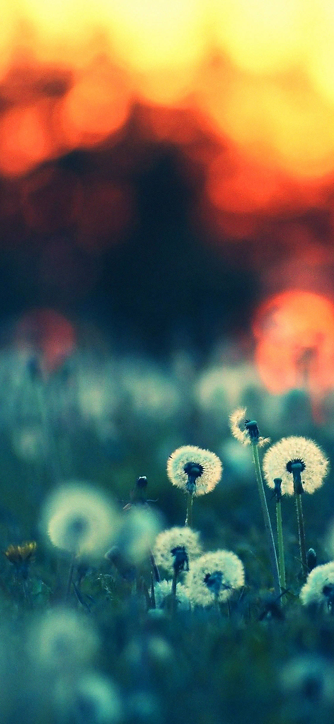 dandelion, white dandelion flowers, warm sunset, Full HD Phone Wallpaper