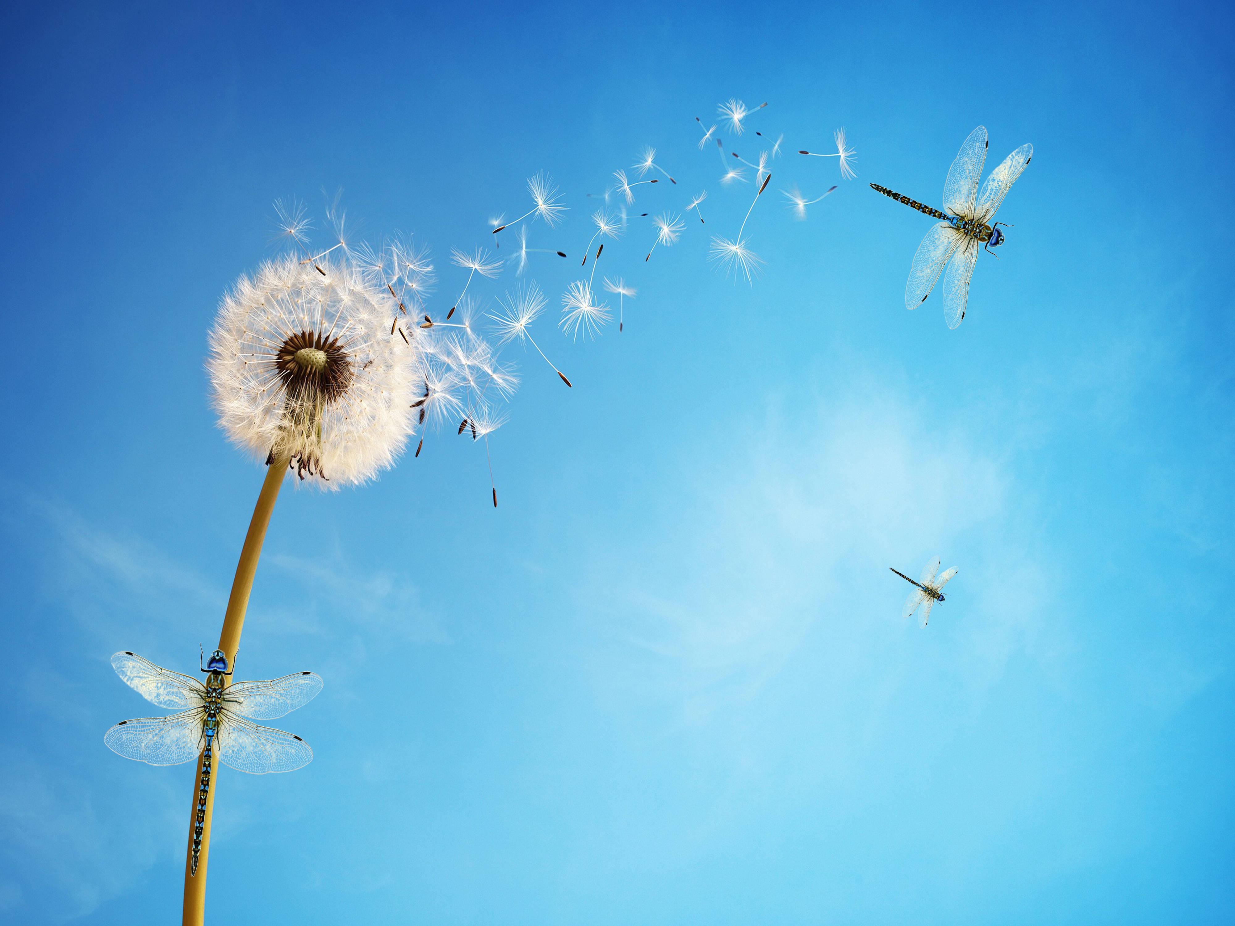 Dandelion, dragonflies, fluffy seeds, 4K Desktop Wallpaper