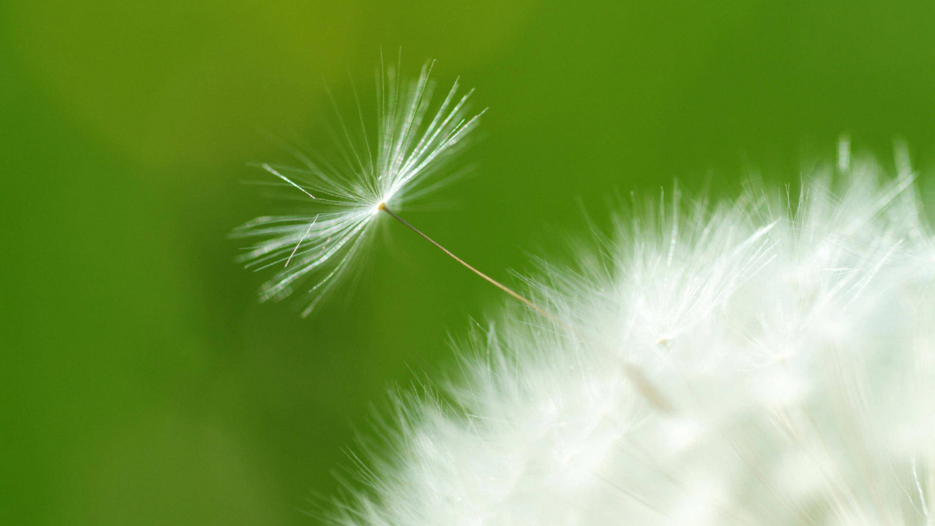 dandelion, white seed head, feathery white filaments, Full HD Desktop Wallpaper
