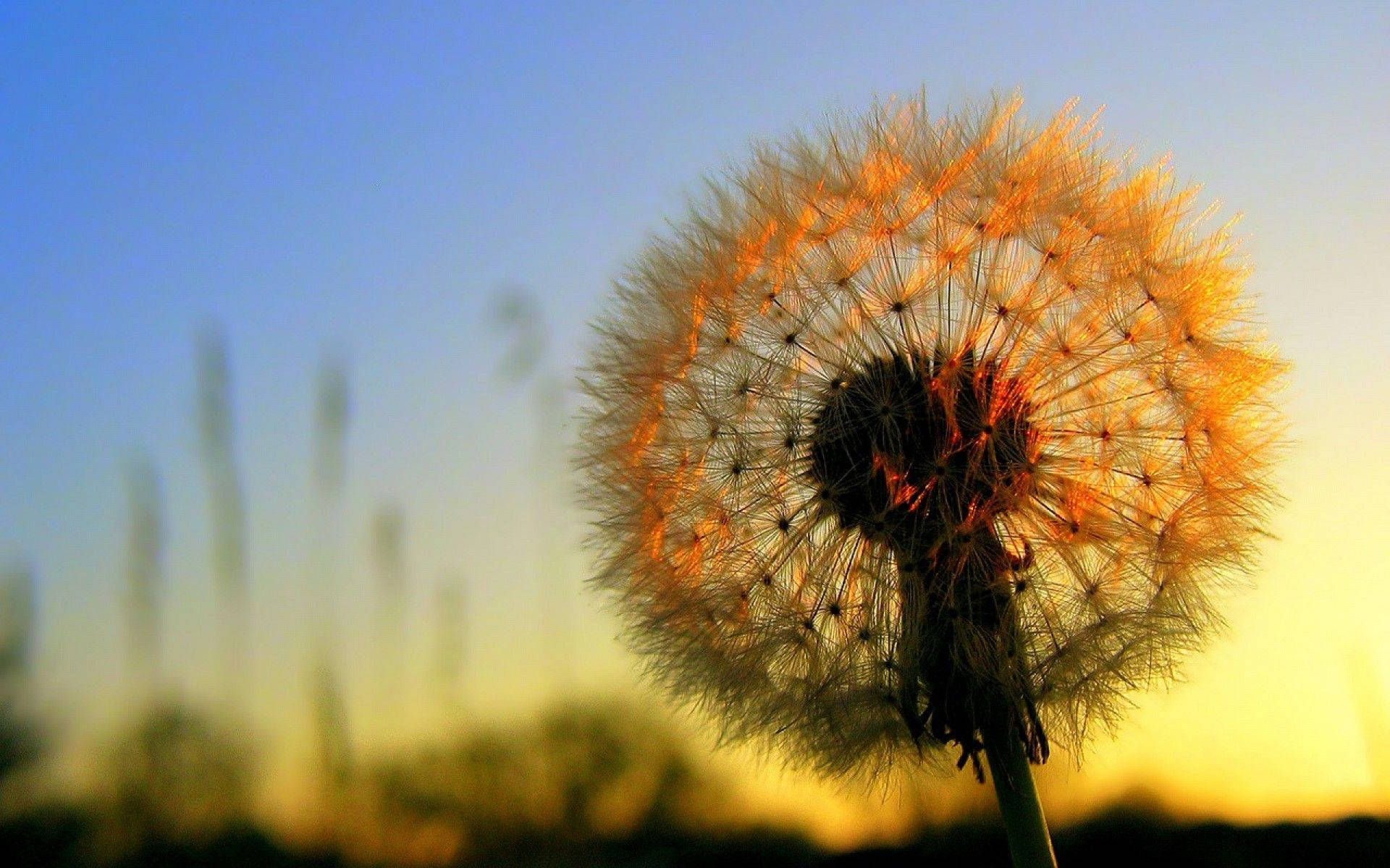 dandelion, golden, soft blue and yellow sunset sky, Full HD Desktop Wallpaper