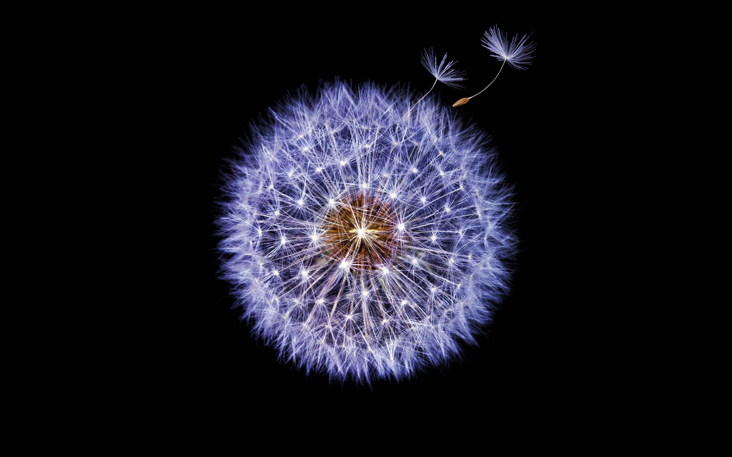 dandelion, purple petals, glowing, 2K Desktop Wallpaper