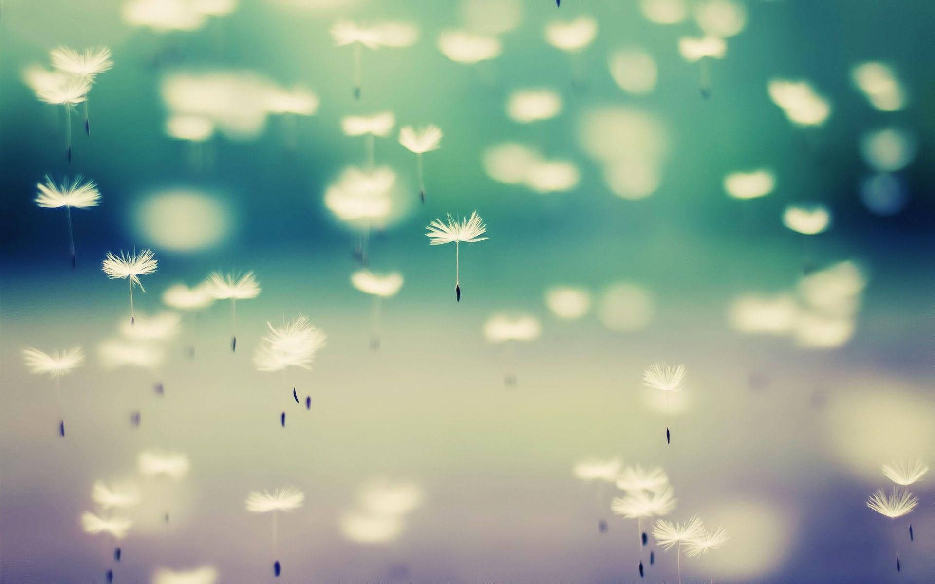 dandelion, flying seed heads, teal, Full HD Desktop Wallpaper