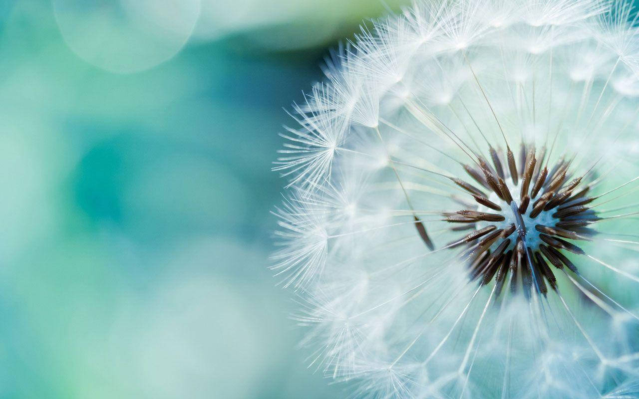 dandelion, flower, seed head, HD Desktop Wallpaper