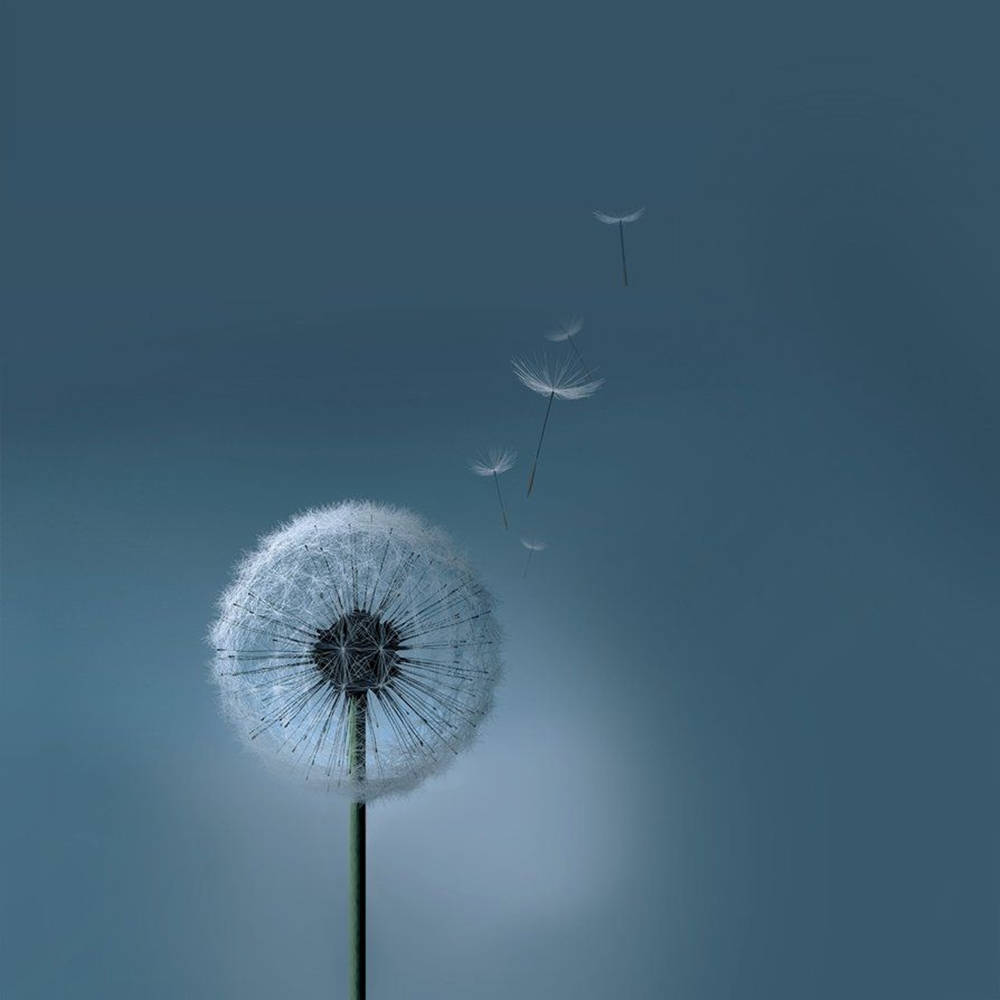 dandelion, white flower ball, fluffy white seeds, SD Desktop Wallpaper