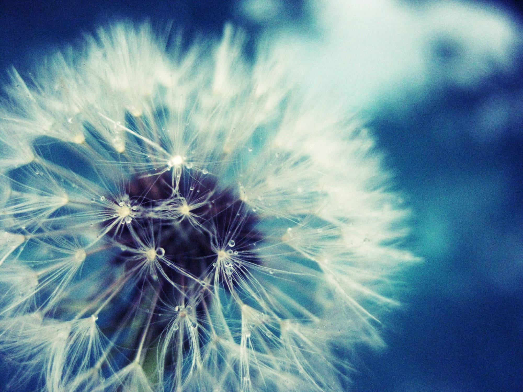 dandelion, fuzzy white flower petals, glowing with soft light, Full HD Desktop Wallpaper