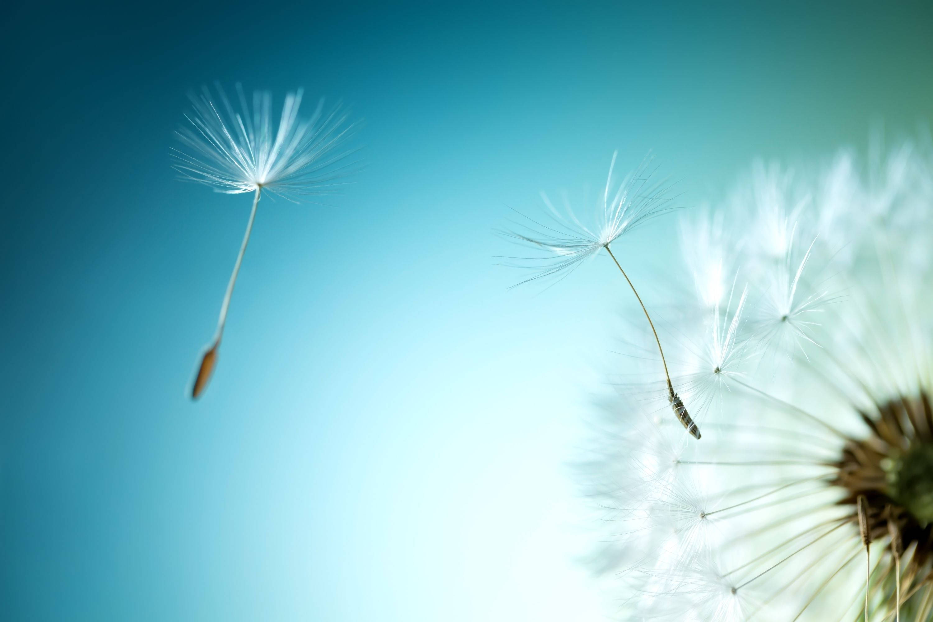 dandelion, white seed head, flowers, 2K Desktop Wallpaper