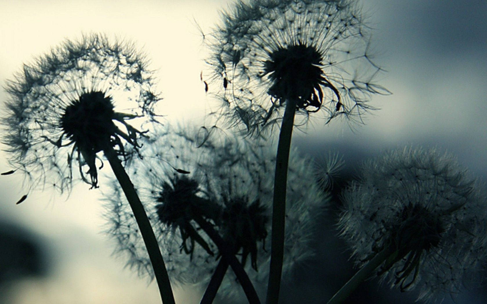 Dandelion Flowers, black silhouettes, moody sky, HD Desktop Wallpaper
