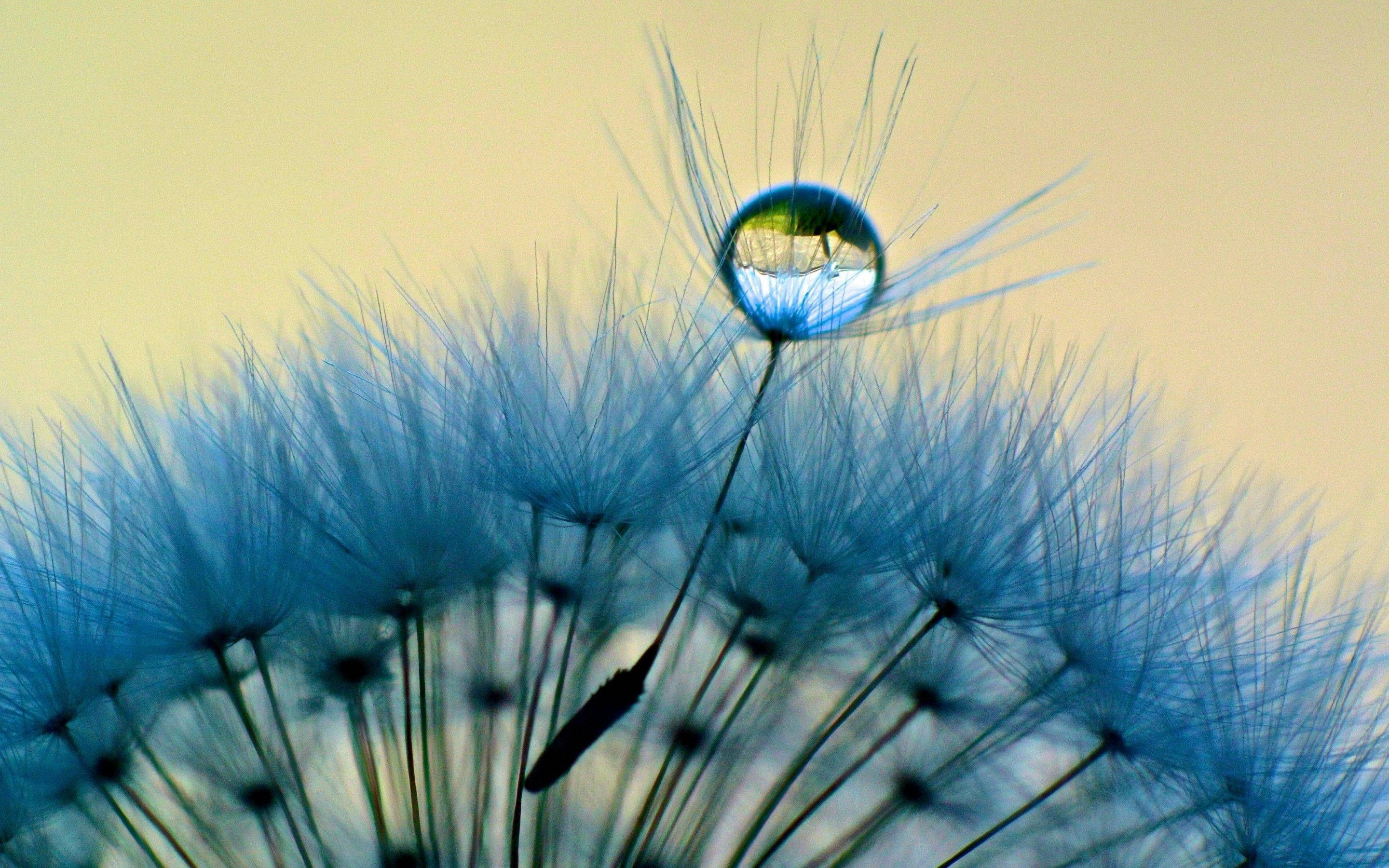 dandelion, water droplet, dewdrop, 2K Desktop Wallpaper