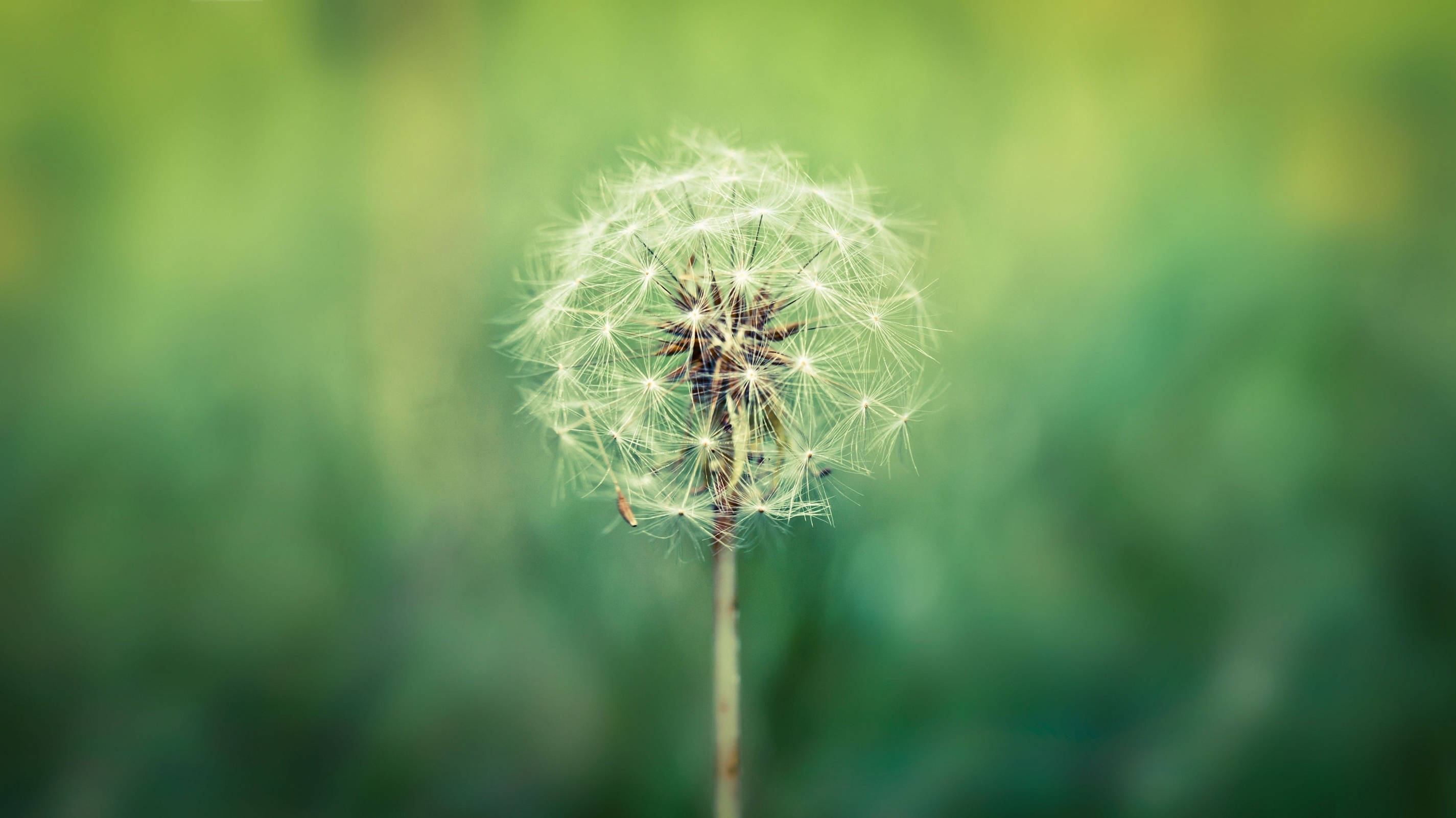 Dandelion, white petal floaties, soft green blurred background, 2K Desktop Wallpaper