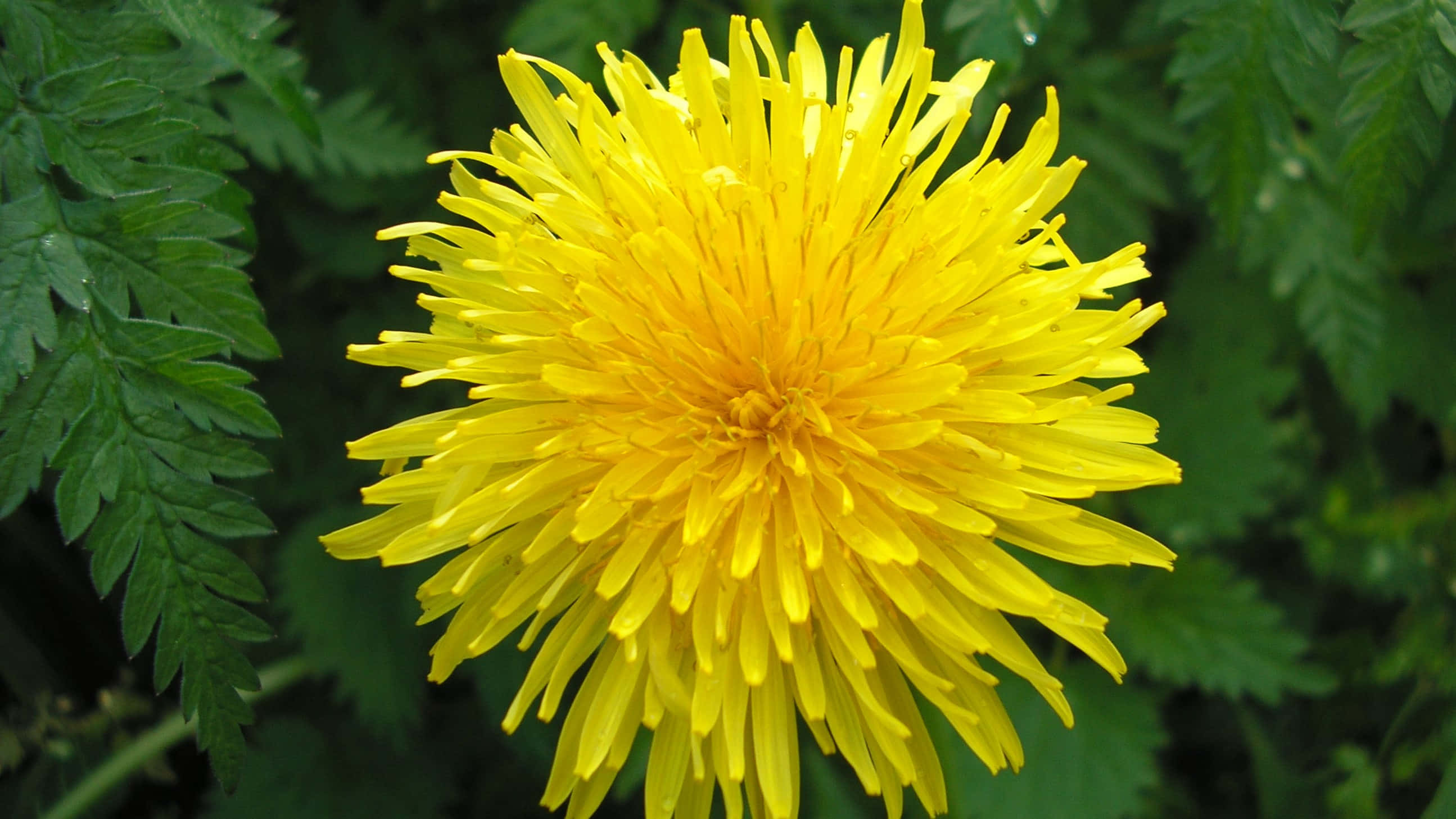 The Dandelion, vibrant yellow, lush green fern-like leaves, 2K Desktop Wallpaper