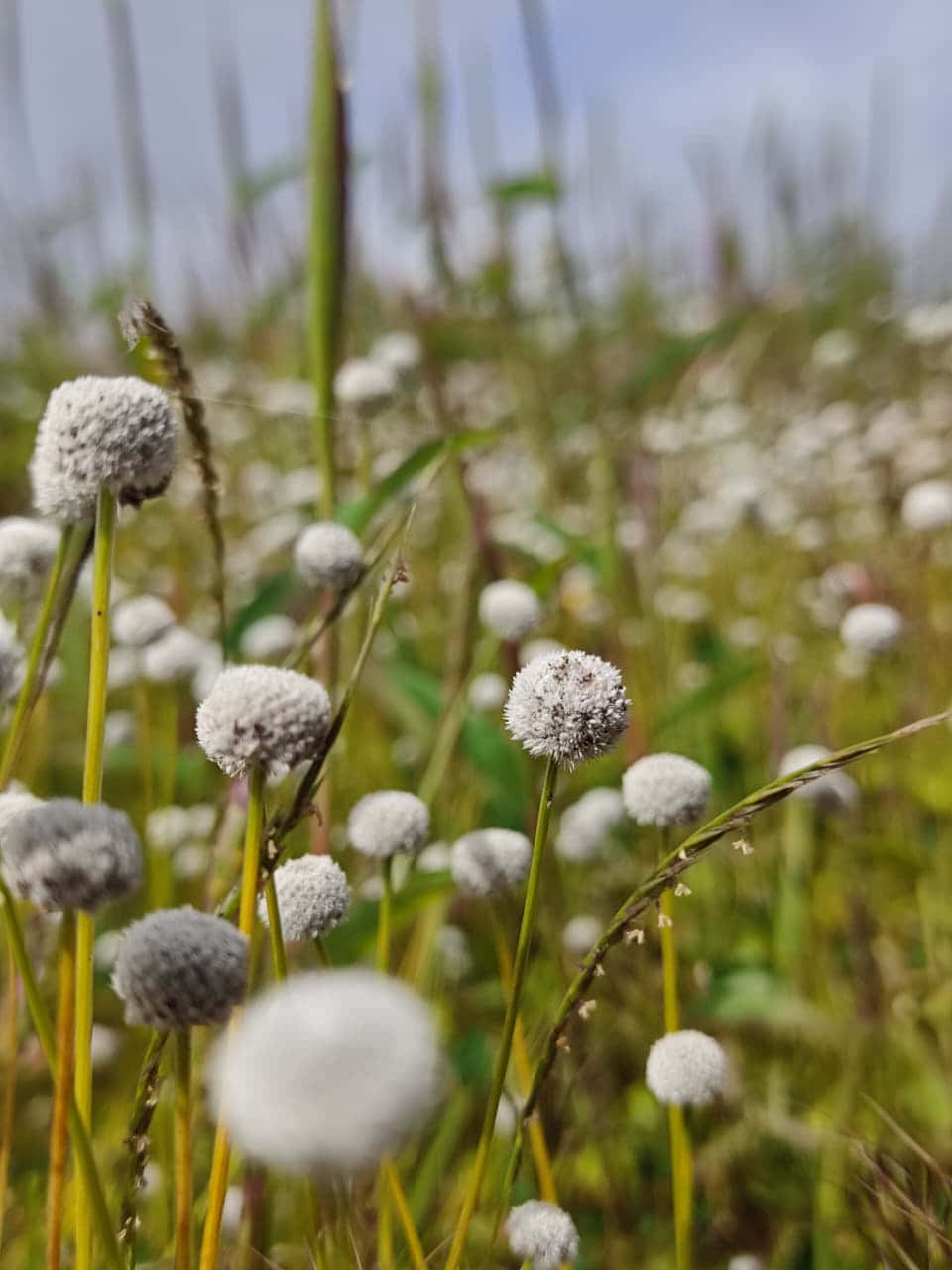 white blossoms, fluffy white spherical seed heads, slender green stems, HD Phone Wallpaper